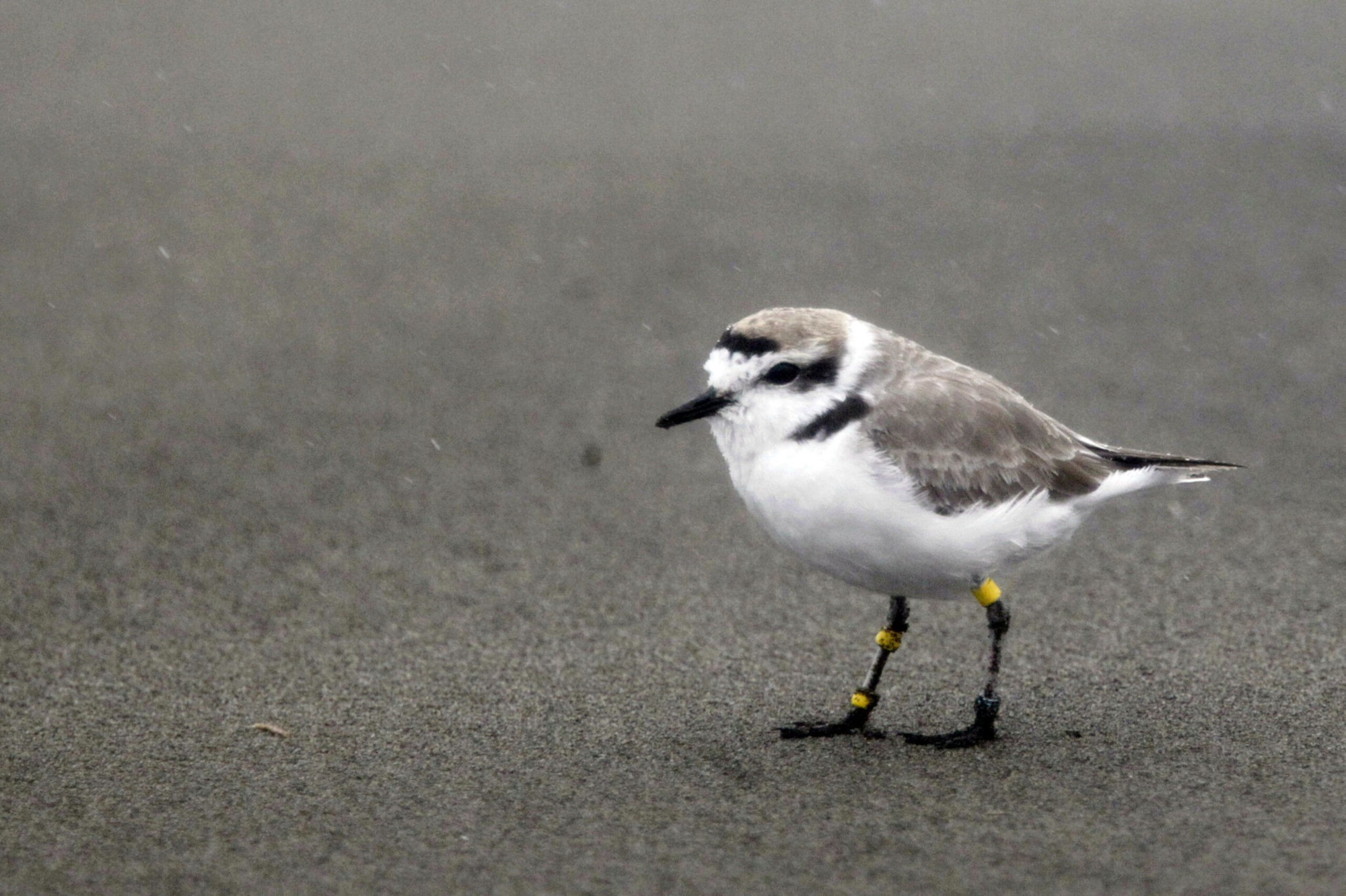 A small shorebird with gray and white feathers stands on wet sand, its legs marked with yellow and black bands.