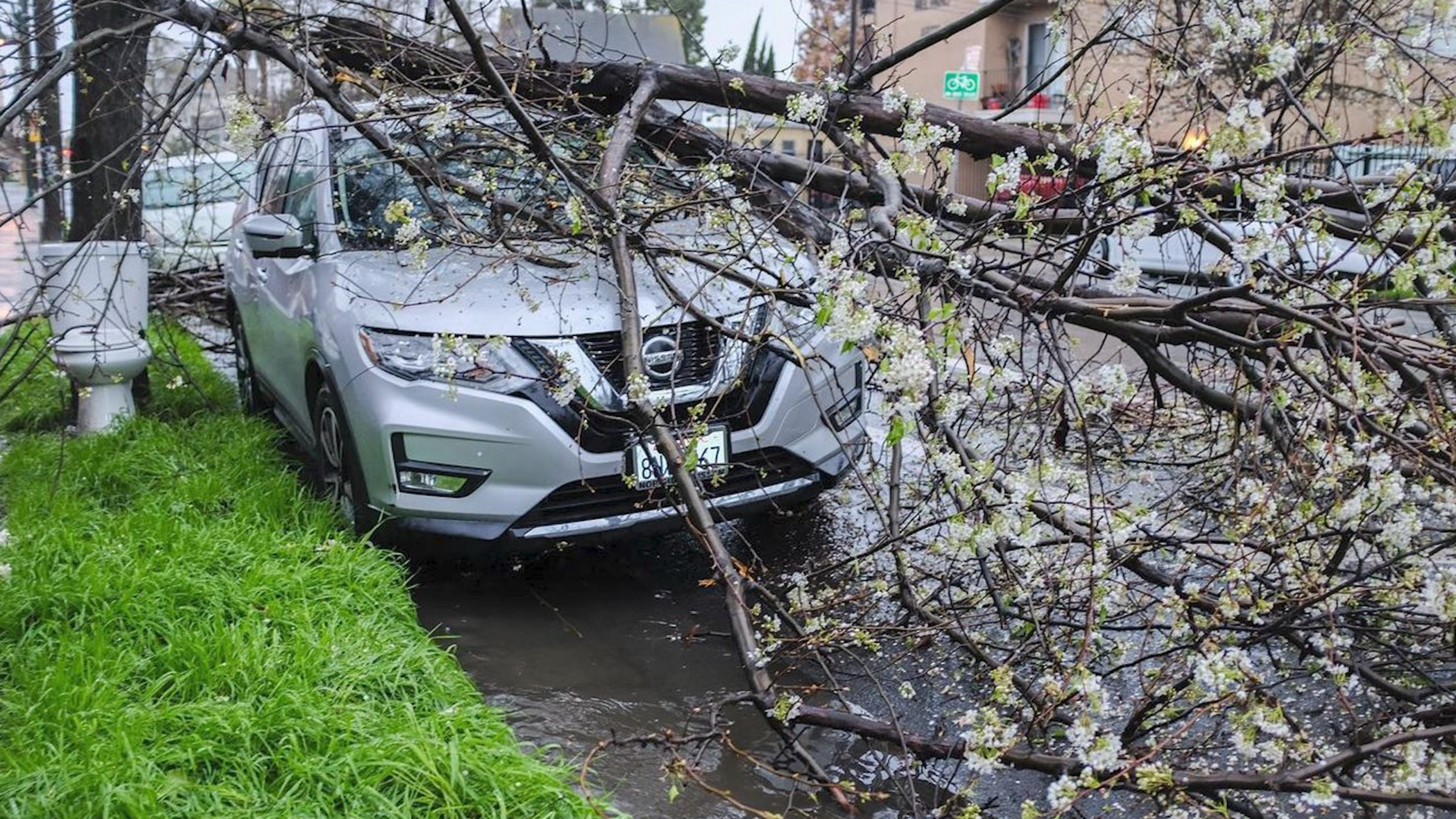 A silver SUV is partially covered by a large fallen tree with branches and white blossoms, blocking the sidewalk and part of the street.
