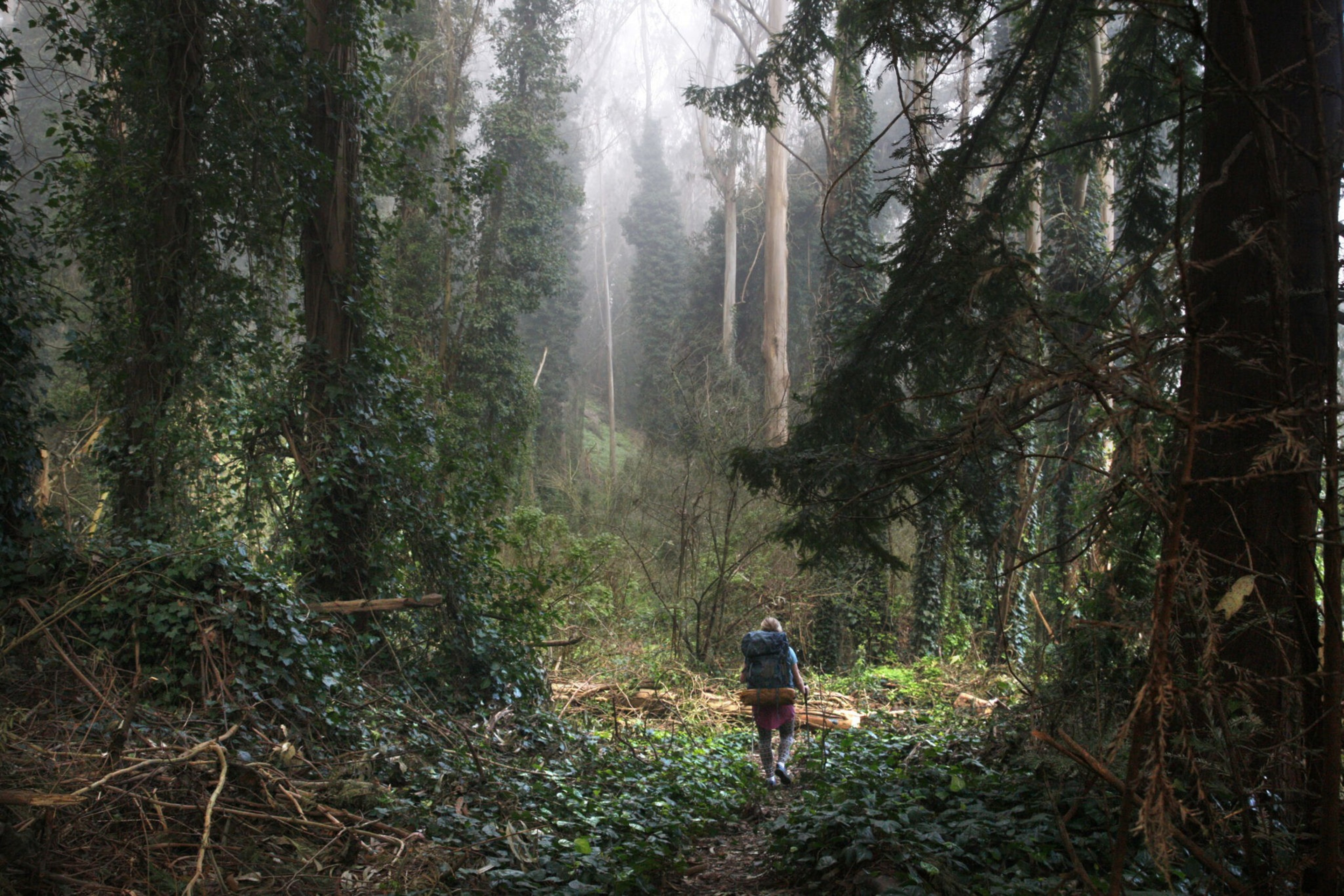 A lone hiker with a backpack walks along a narrow, leafy path through a dense, misty forest with tall trees and thick undergrowth.