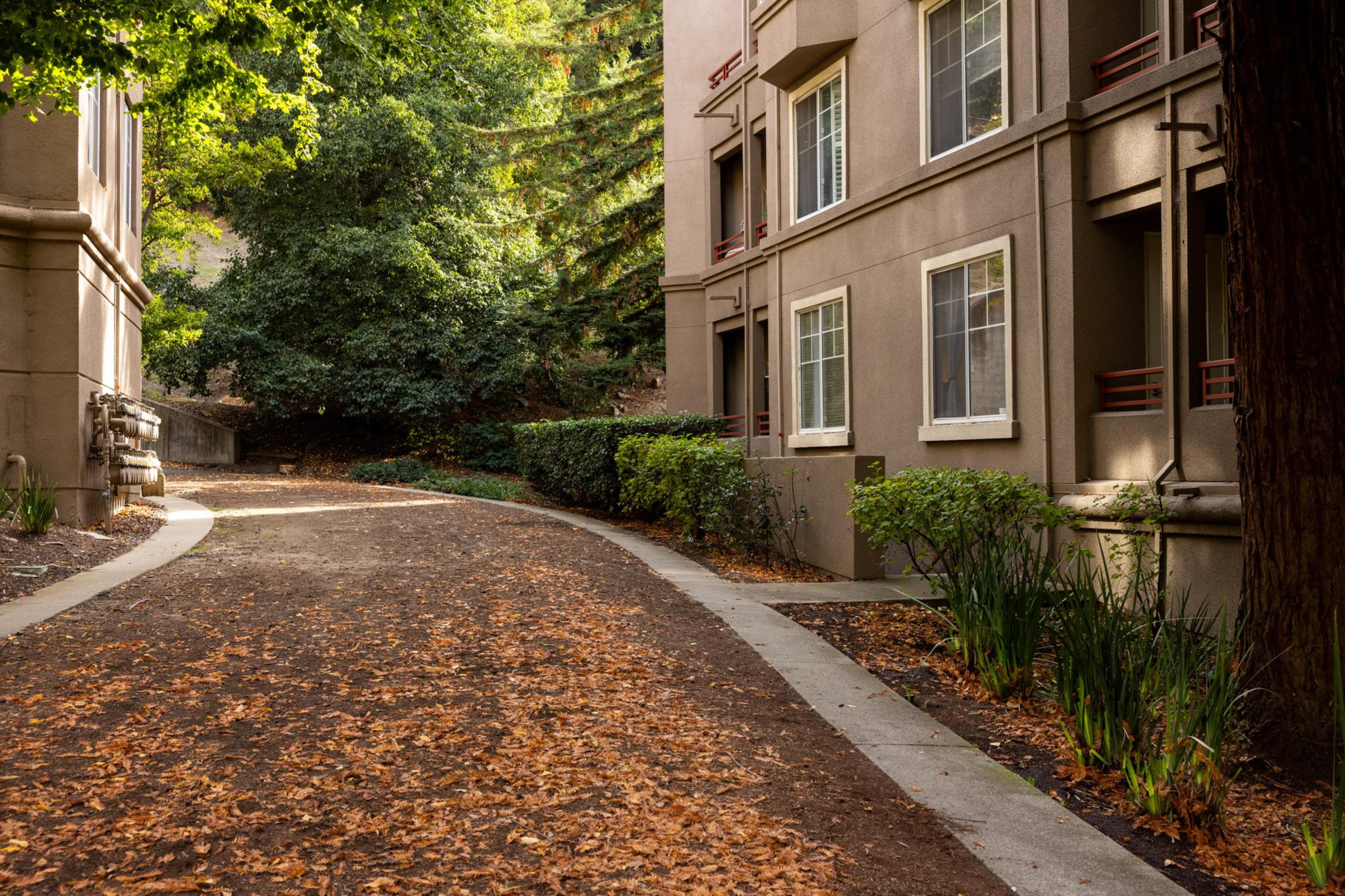 A leaf-covered pathway curves between an apartment building and dense green trees and bushes in soft, warm sunlight.