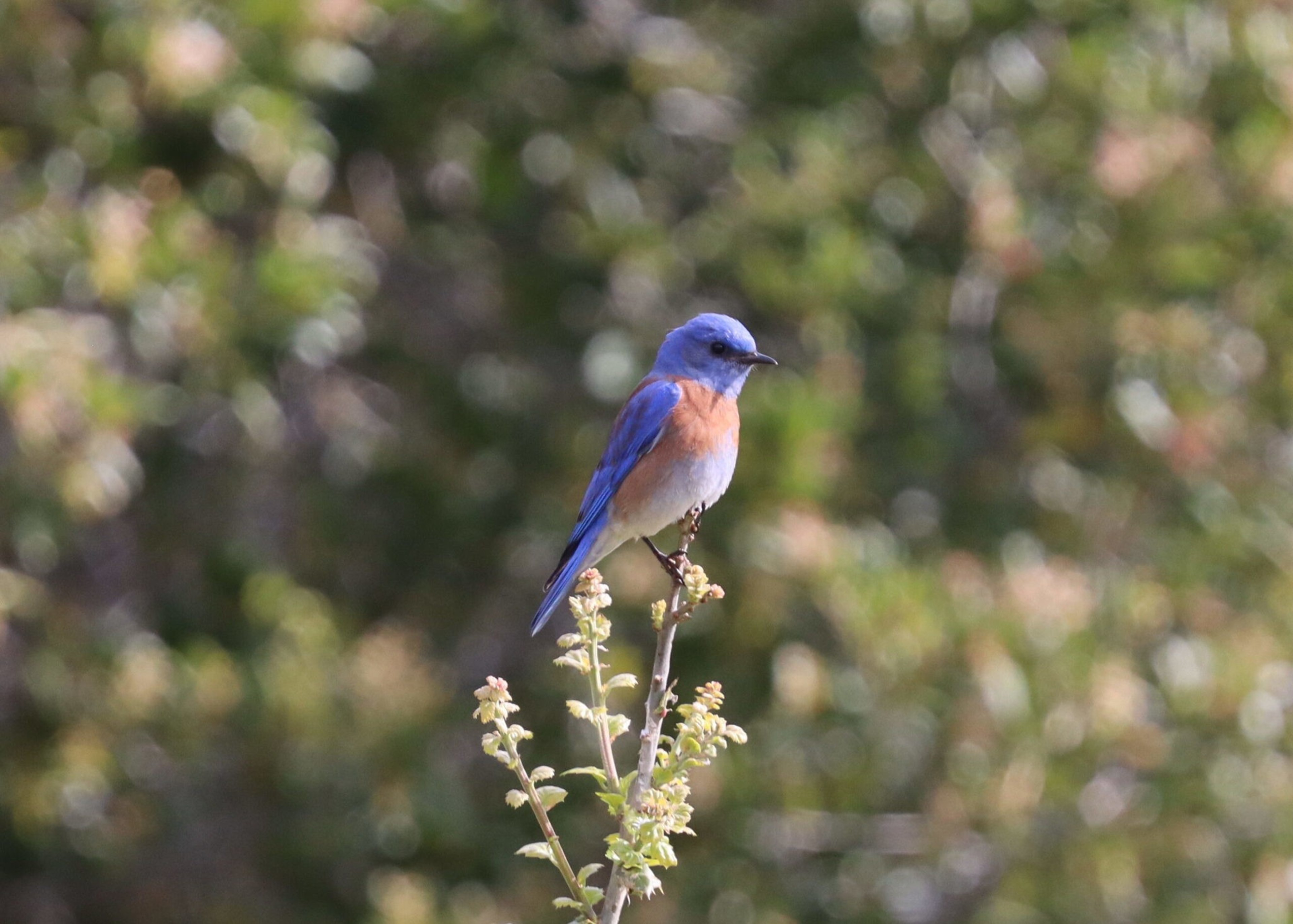 A western bluebird, photographed in the San Francisco Bay Area.