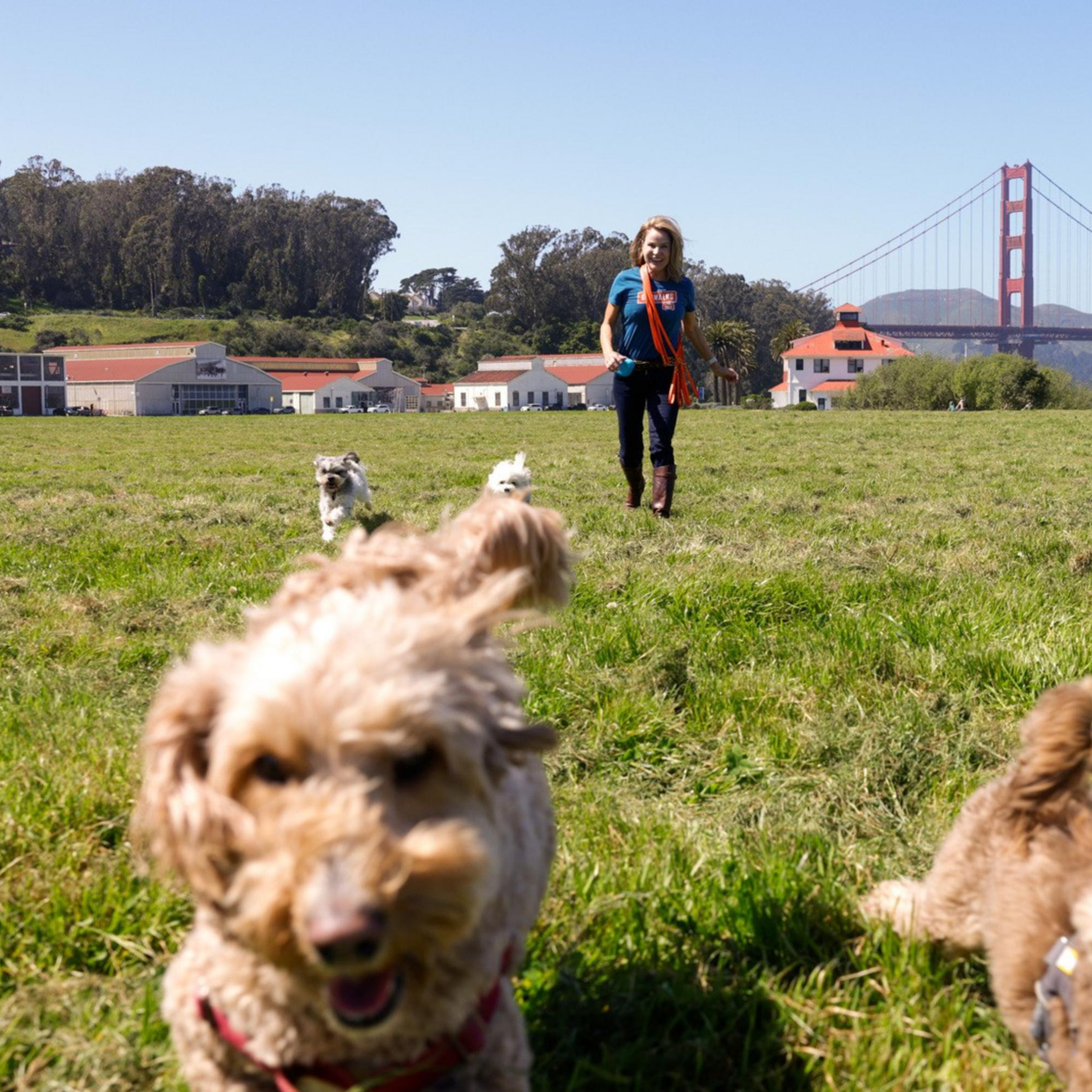 A woman walks dogs in a field with the Golden Gate Bridge in the background.