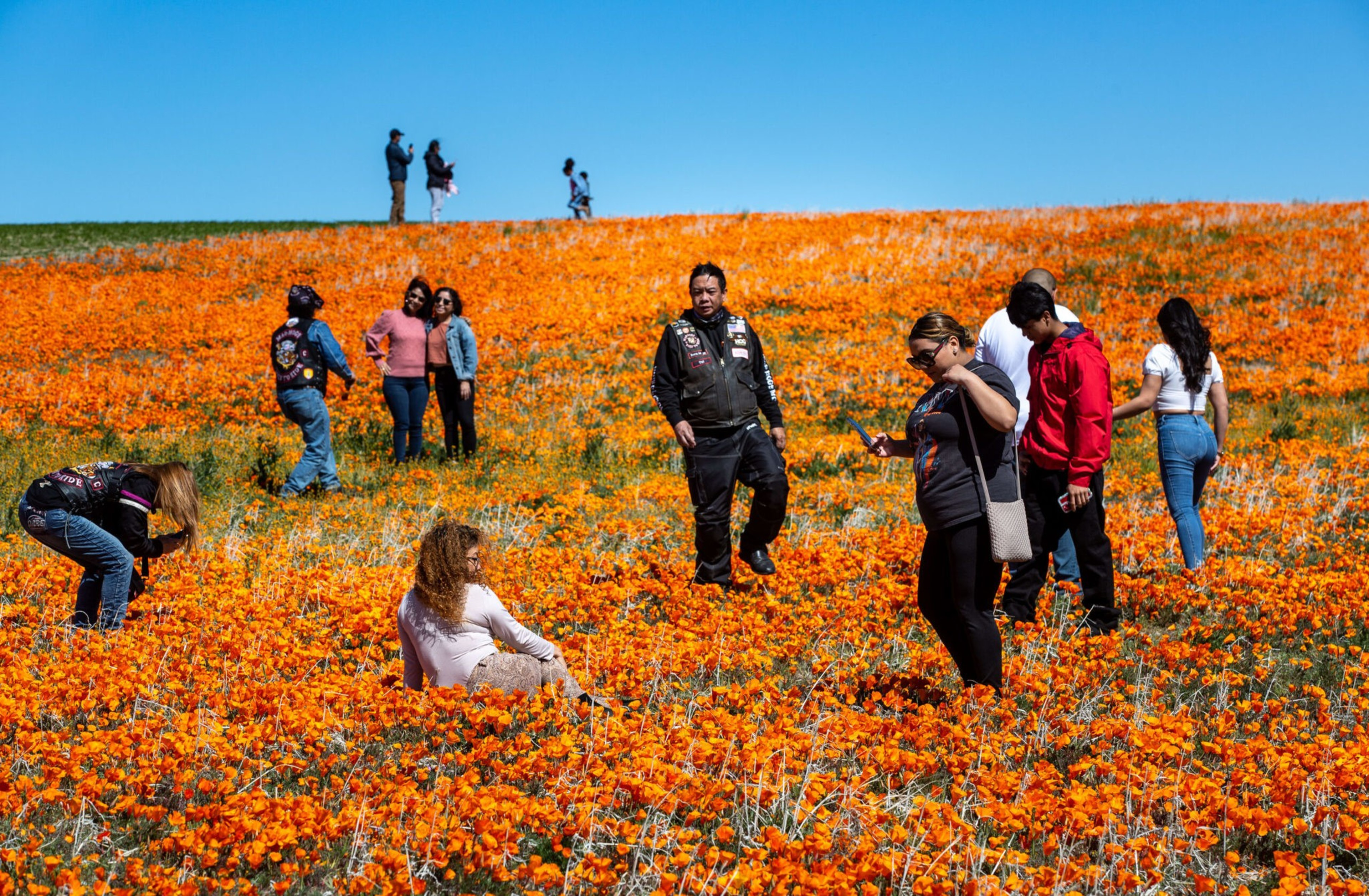 People walk, sit, and pose among a vast field of bright orange flowers under a clear blue sky.