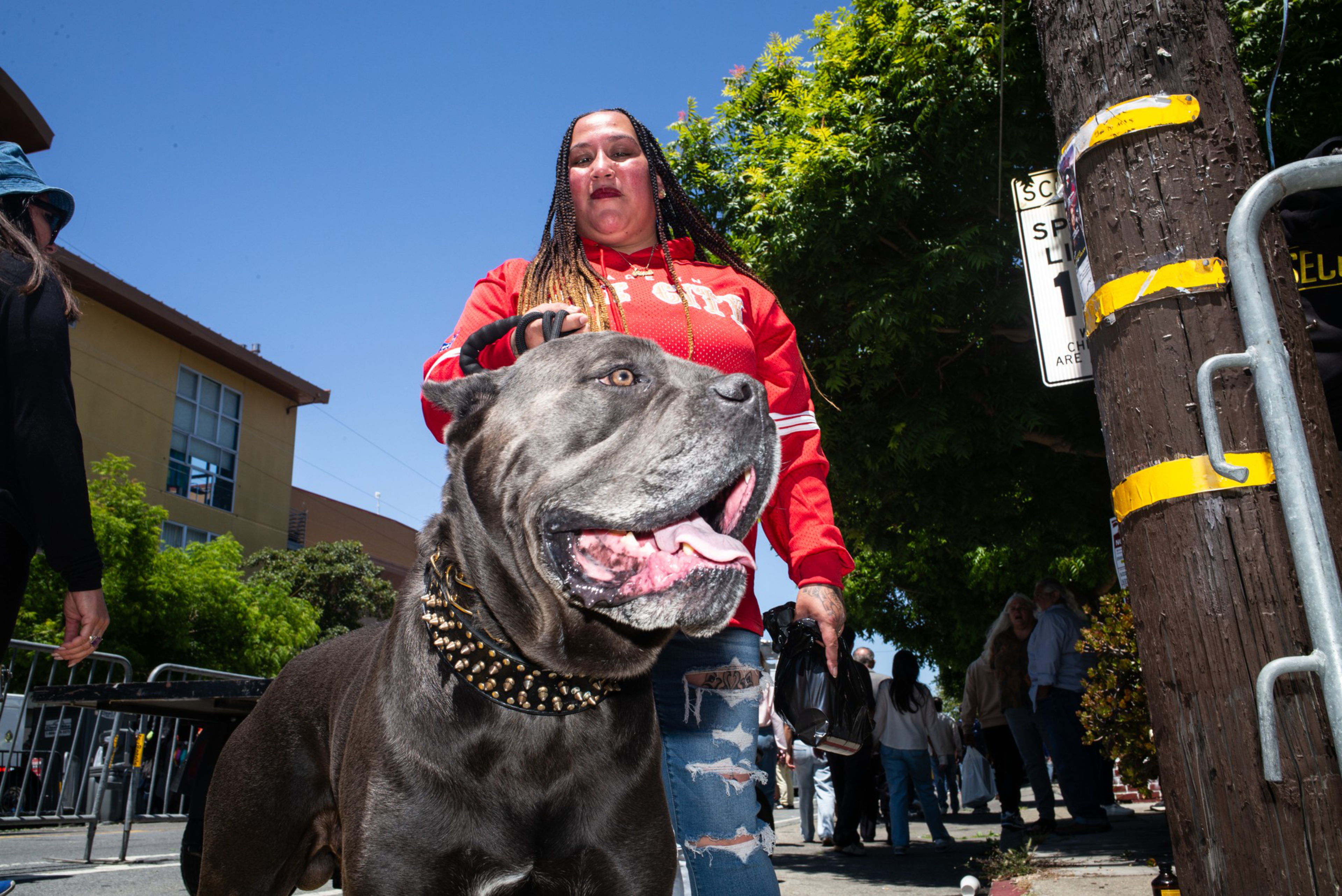 A large gray dog with a spiked collar stands in front of a woman in a red sweatshirt and ripped jeans on a sunny street with people and trees nearby.
