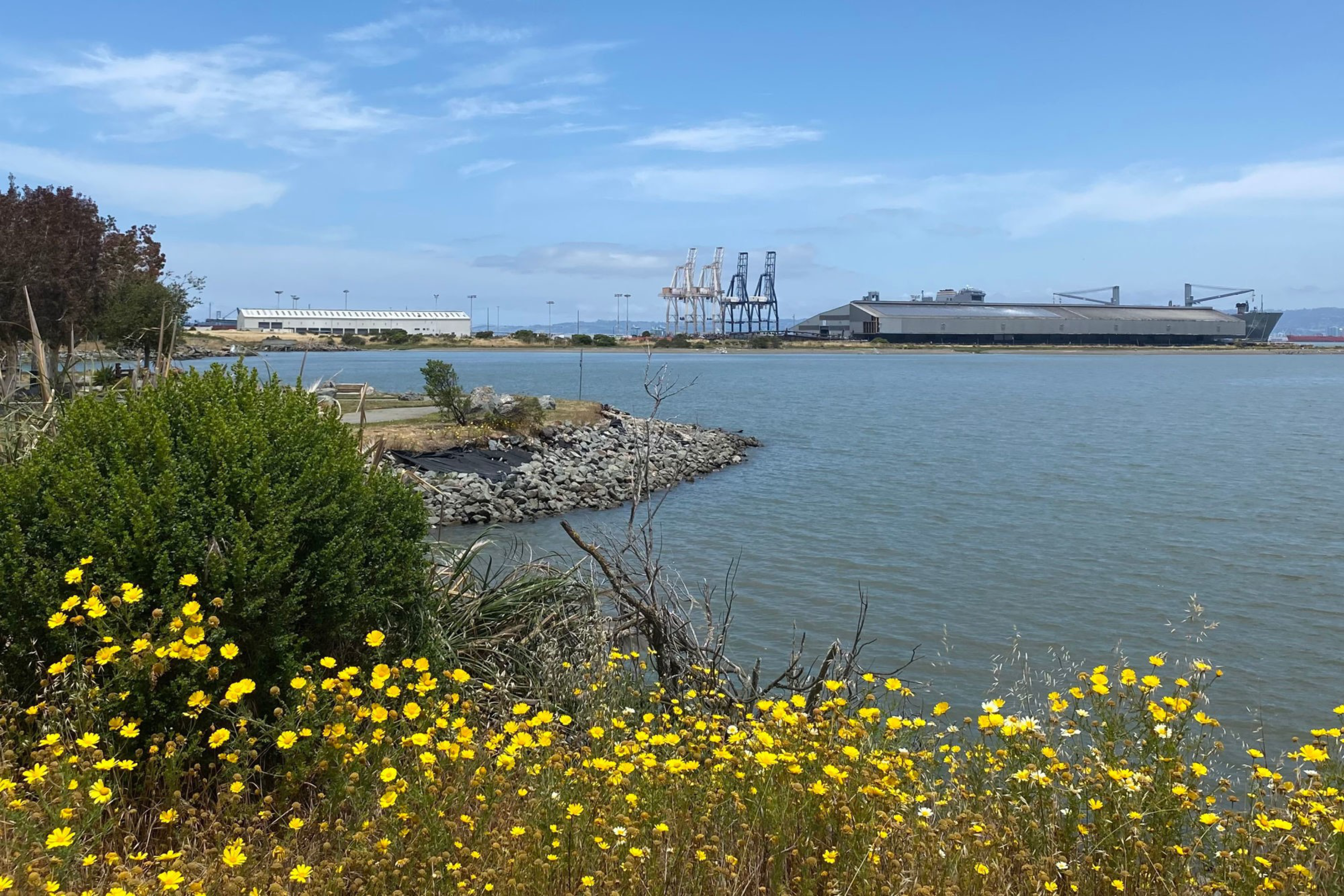 A body of water with an industrial port and cranes in the background, yellow wildflowers and green bushes in the foreground under a partly cloudy blue sky.