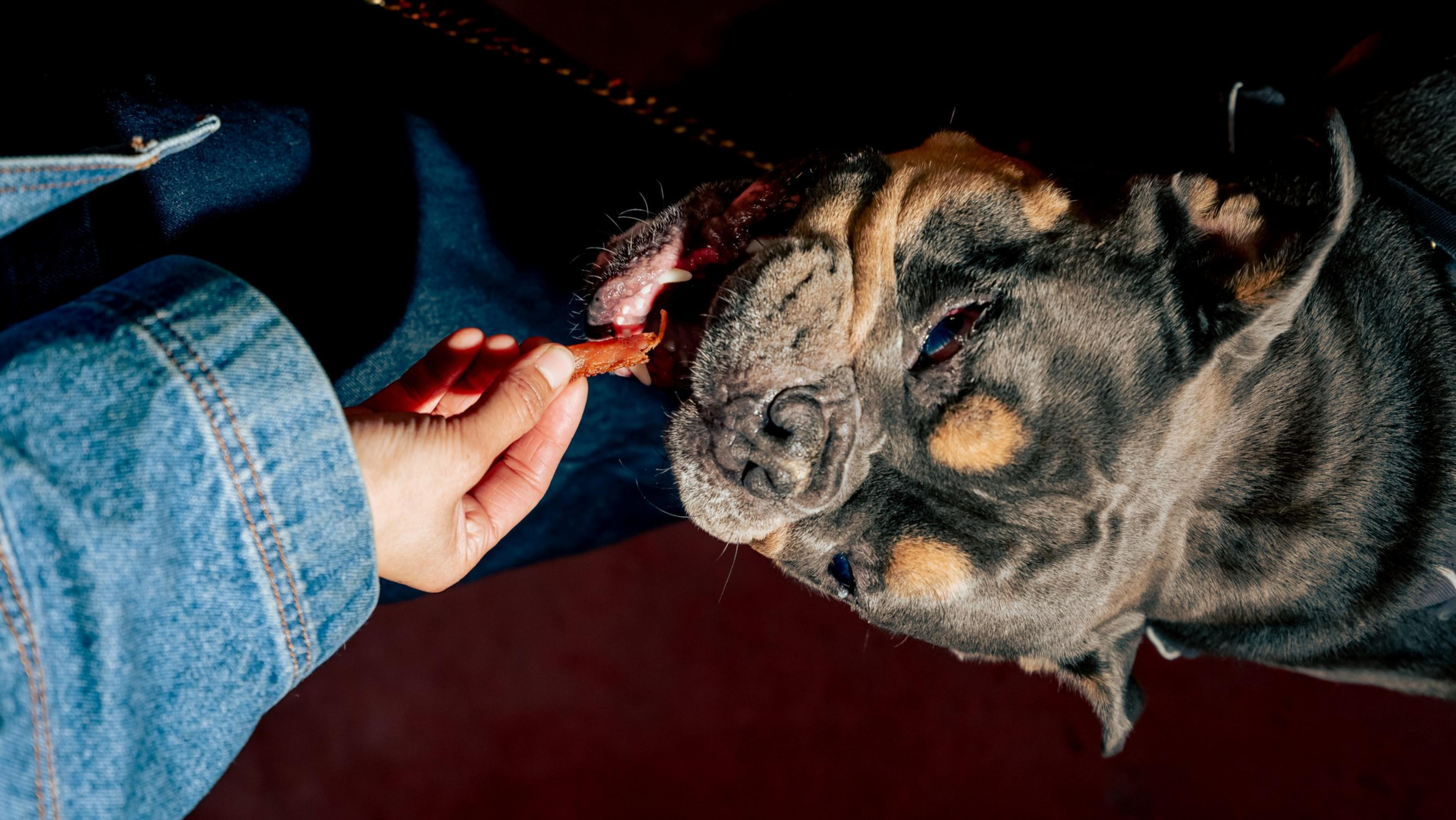 A dog eagerly takes a treat from a person's hand. The person is wearing a denim jacket, and the background is a dark shade, highlighting the focus on the interaction.