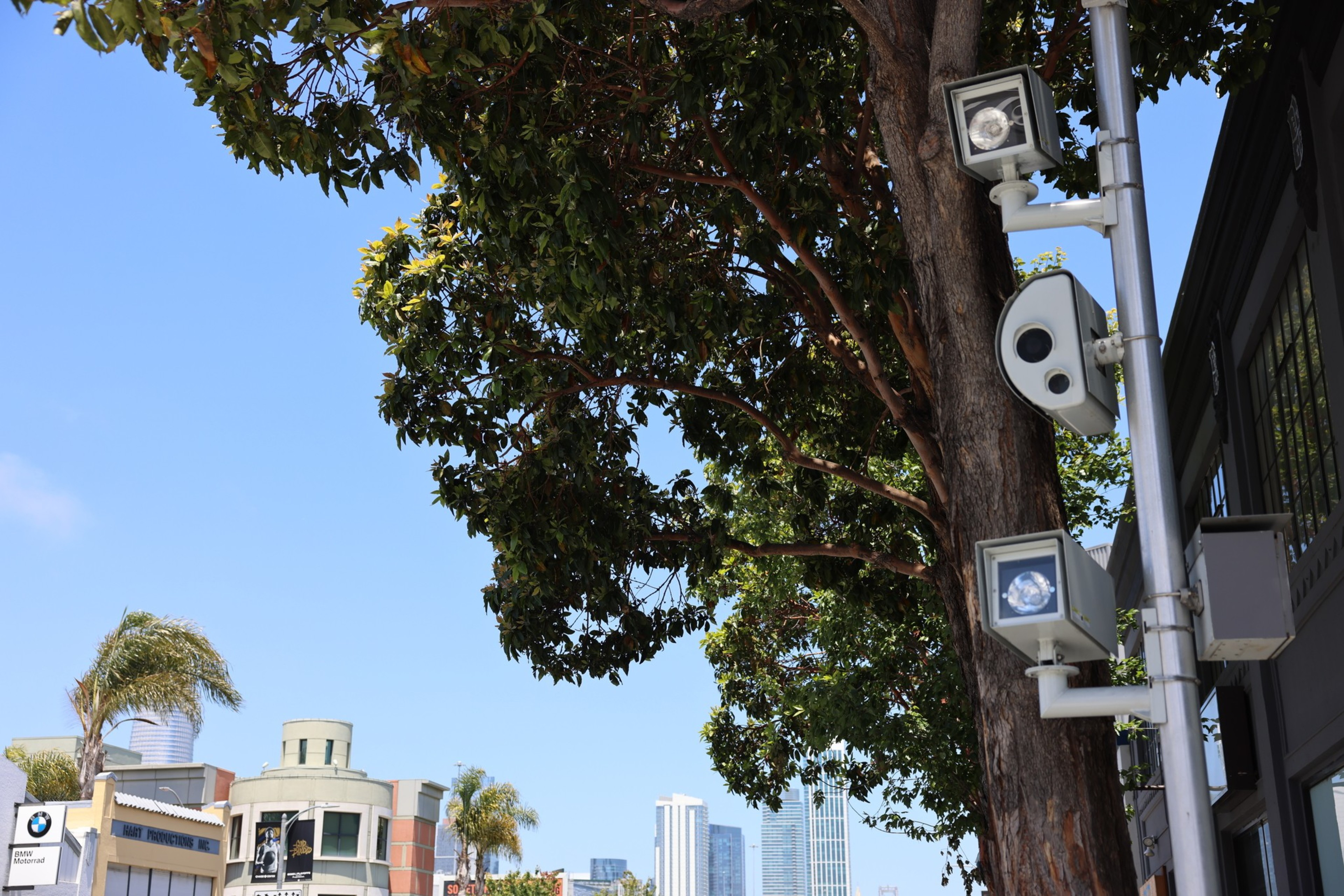 Speed cameras and a tree