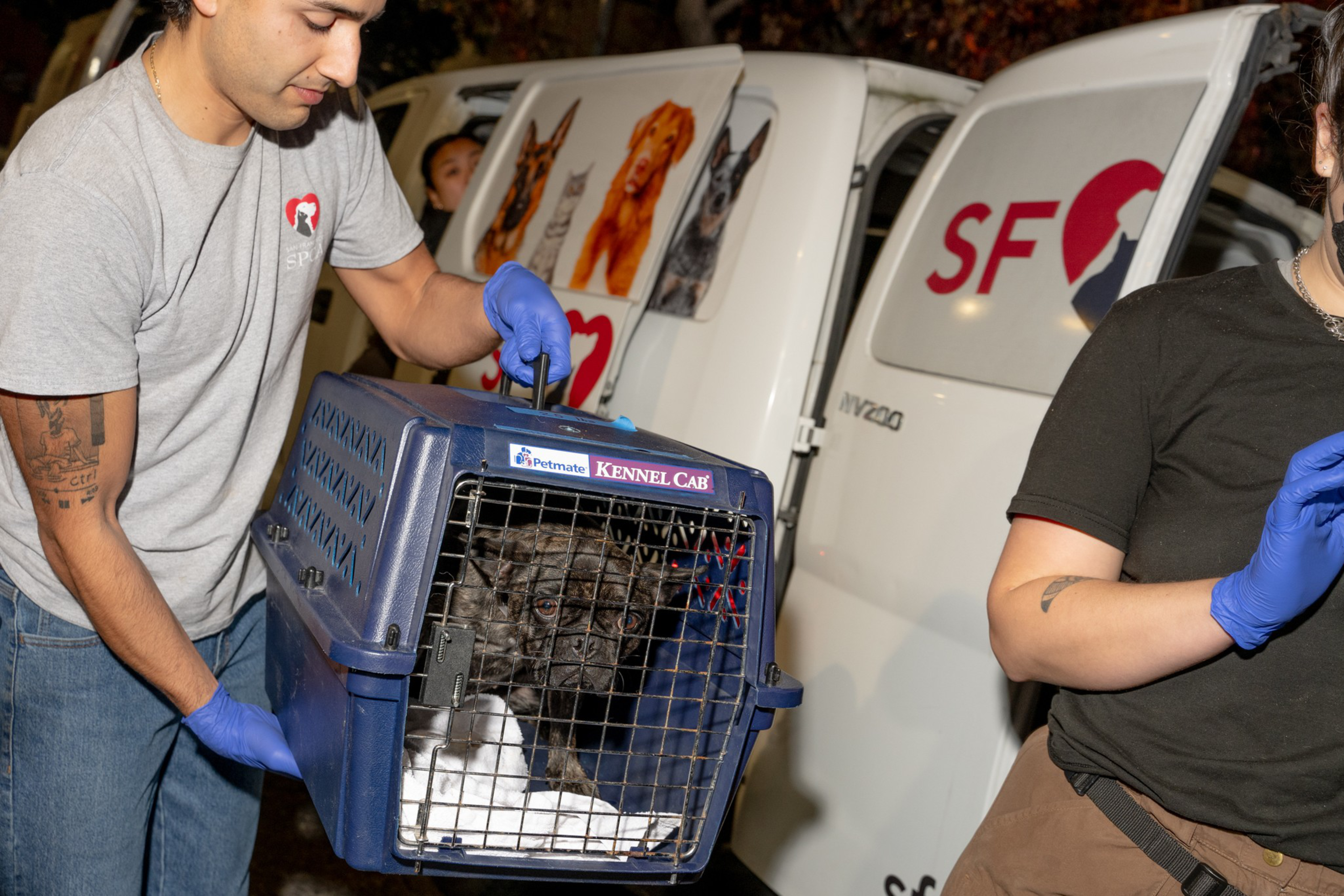 A person in a gray shirt and blue gloves is holding a pet carrier with a dog inside. They stand beside a vehicle with "SF" and animal photos on it.