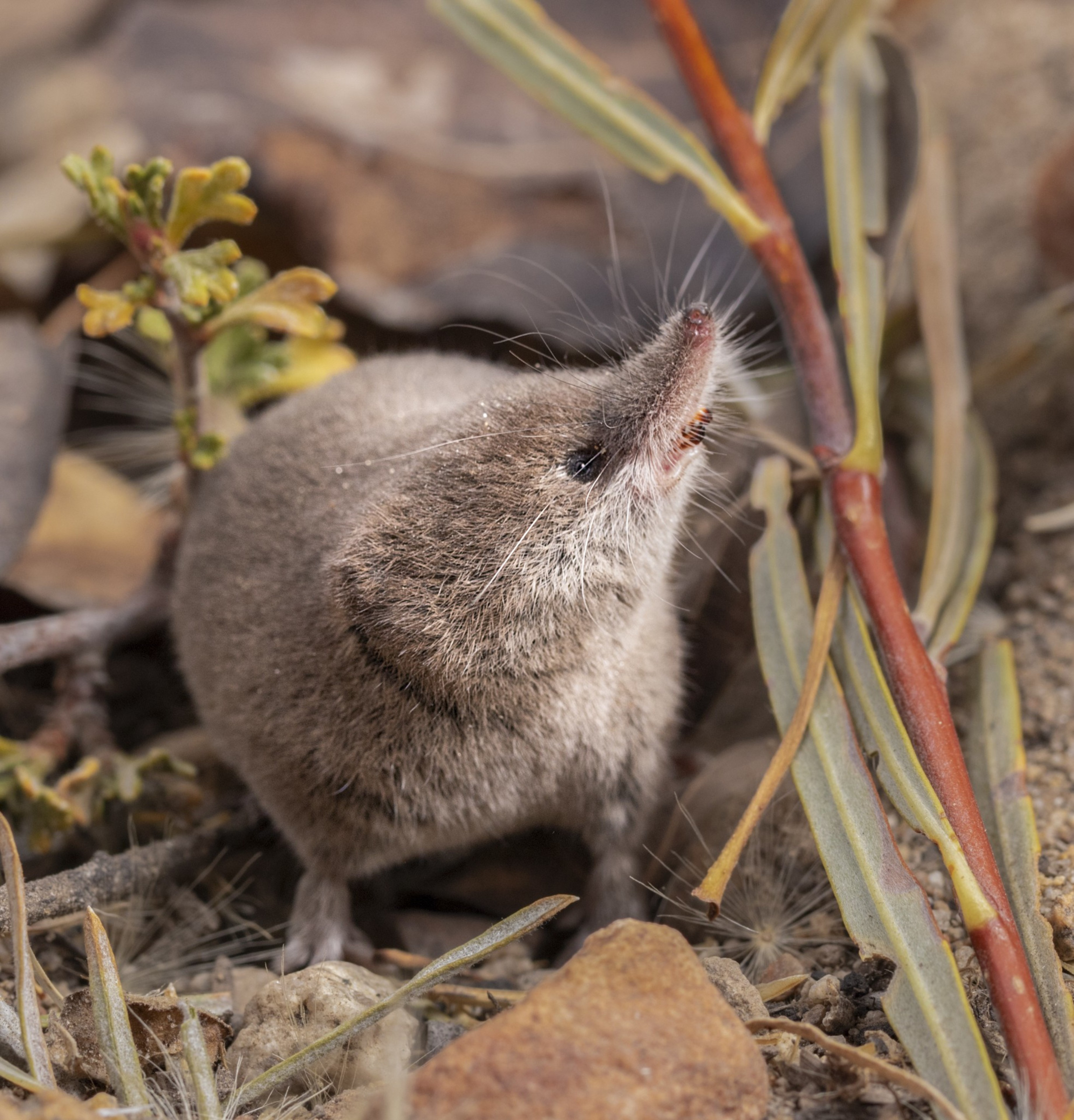 A small, brown-furred shrew is sniffing a plant stem in its natural environment. Its tiny beady eyes and long snout are visible among scattered leaves.