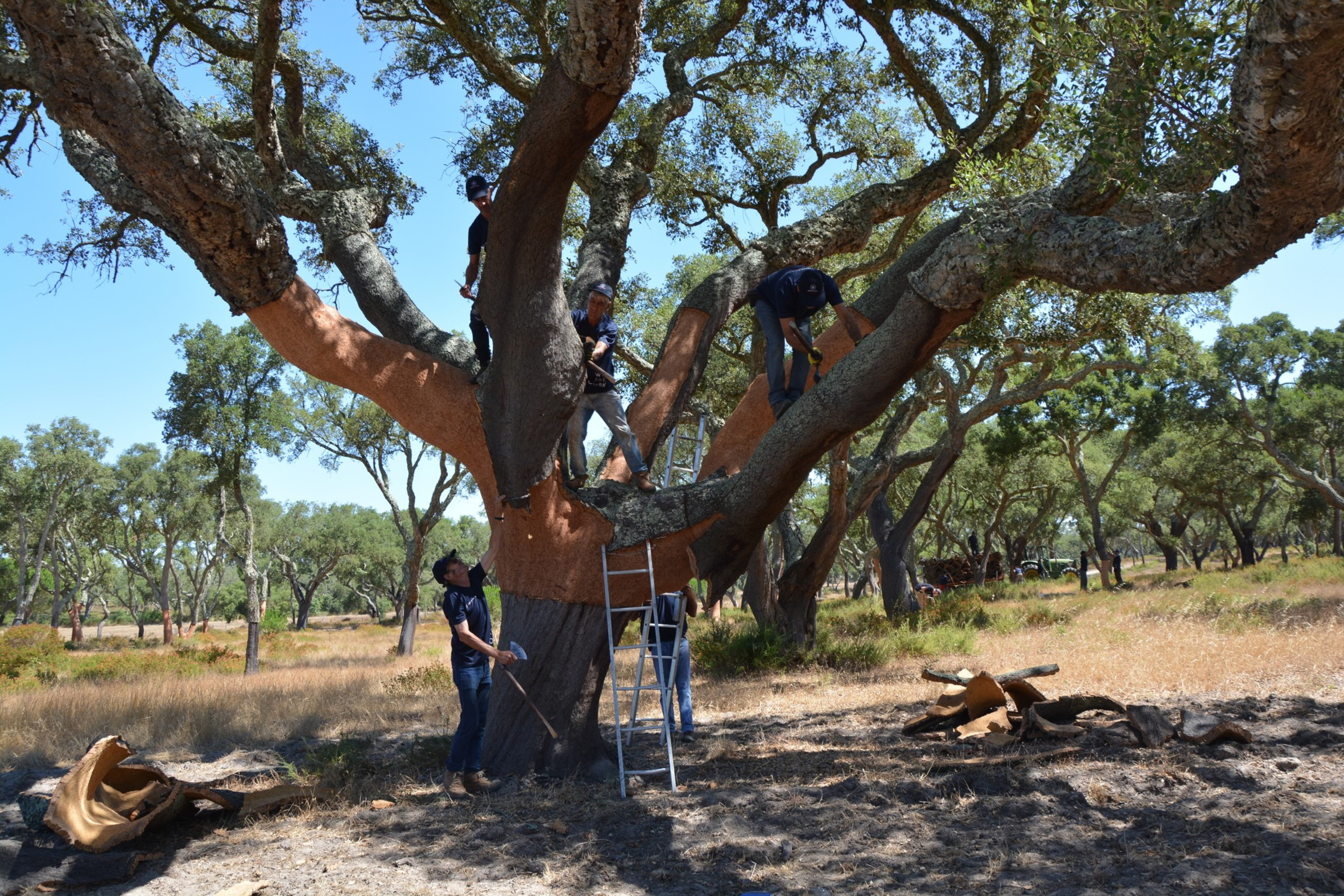 Several people are harvesting cork from a large cork oak tree in a sunny, open woodland. Some are on the tree with tools, and a ladder is propped against it.
