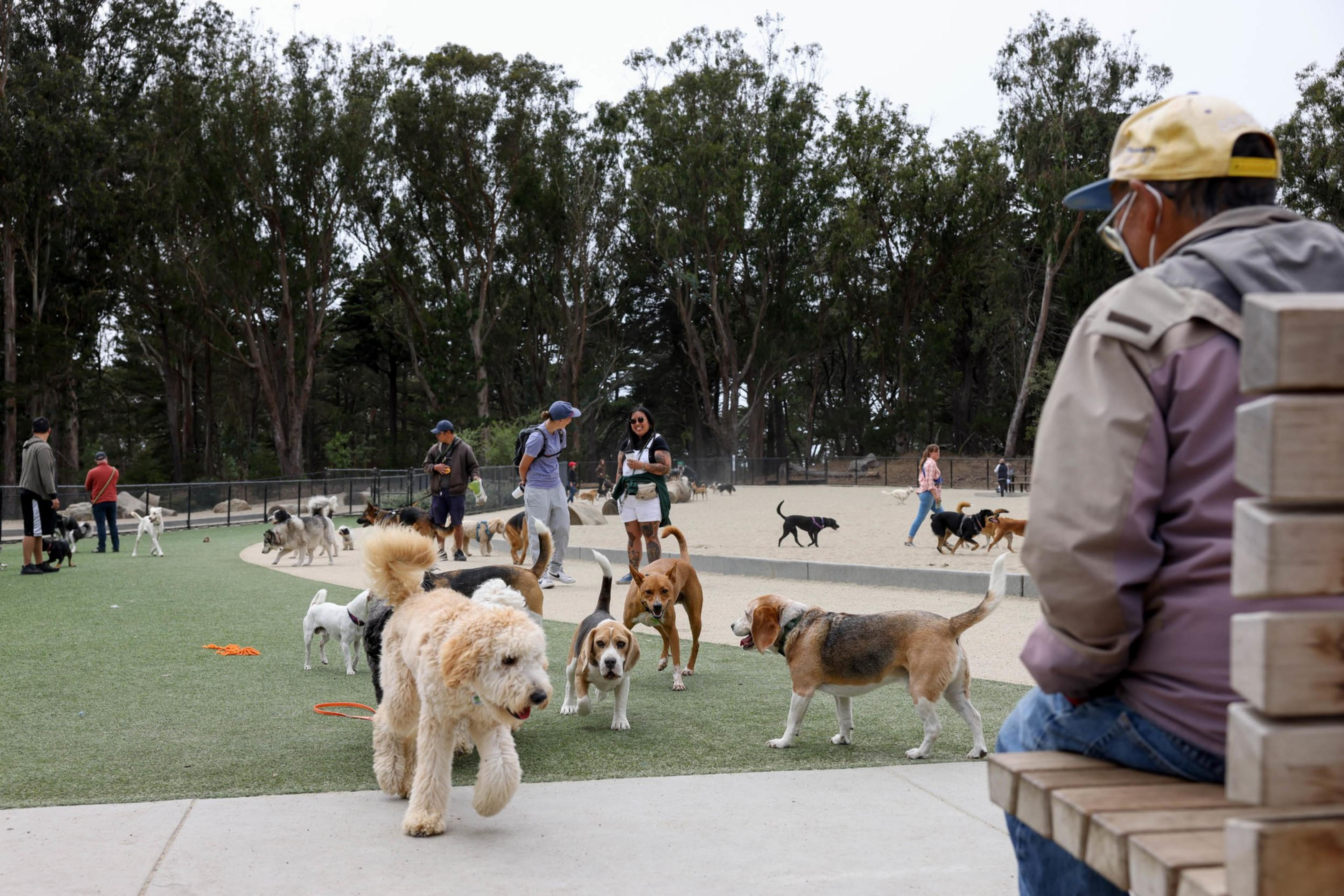 Several dogs play and roam freely on grassy and sandy areas of a dog park while people watch or interact with them nearby.