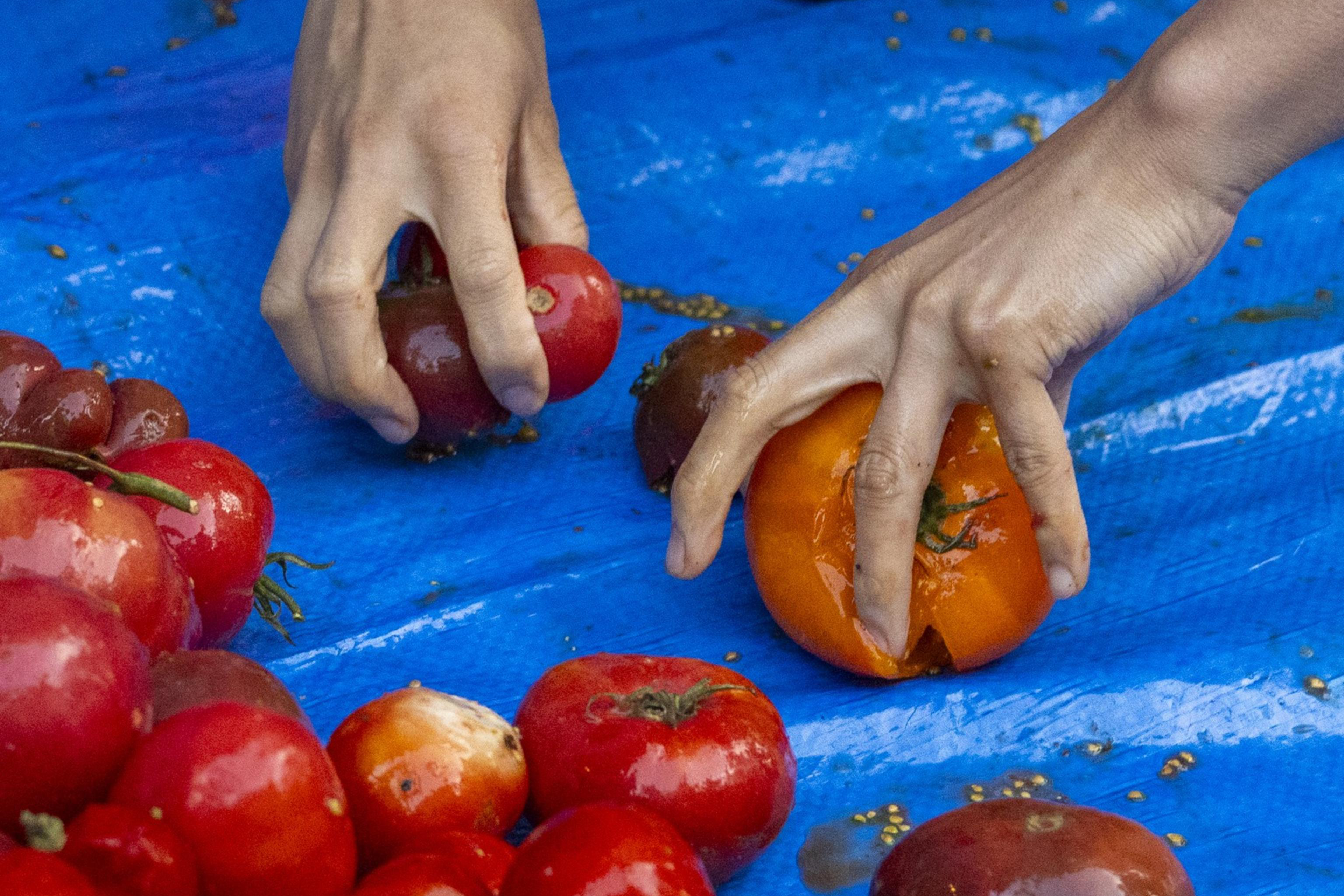 Two hands handling bruised and damaged tomatoes on a blue tarp, surrounded by a pile of various tomatoes, some of which are also damaged.