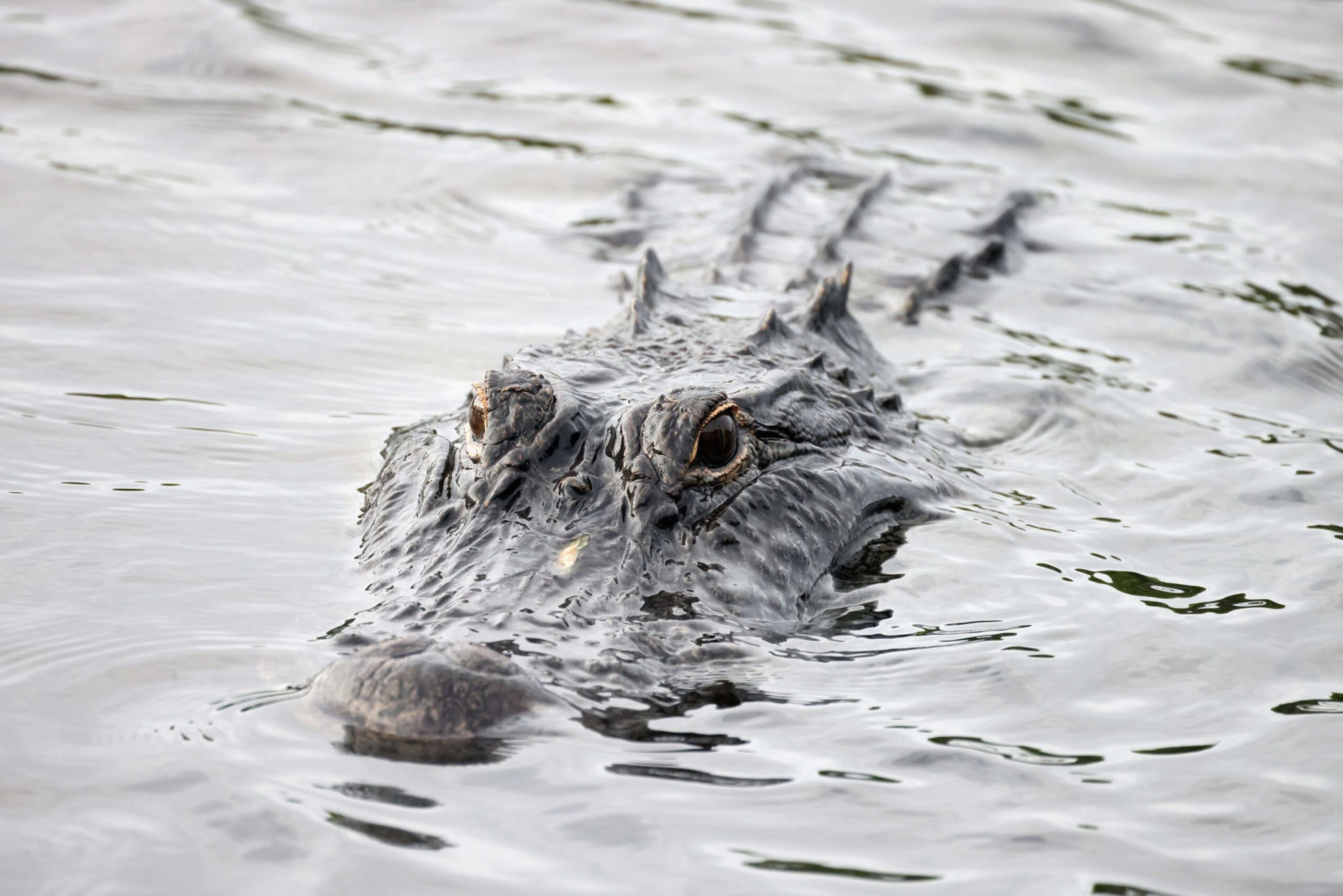 A crocodile's head partially submerged in water, with only its eyes and snout clearly visible above the surface.