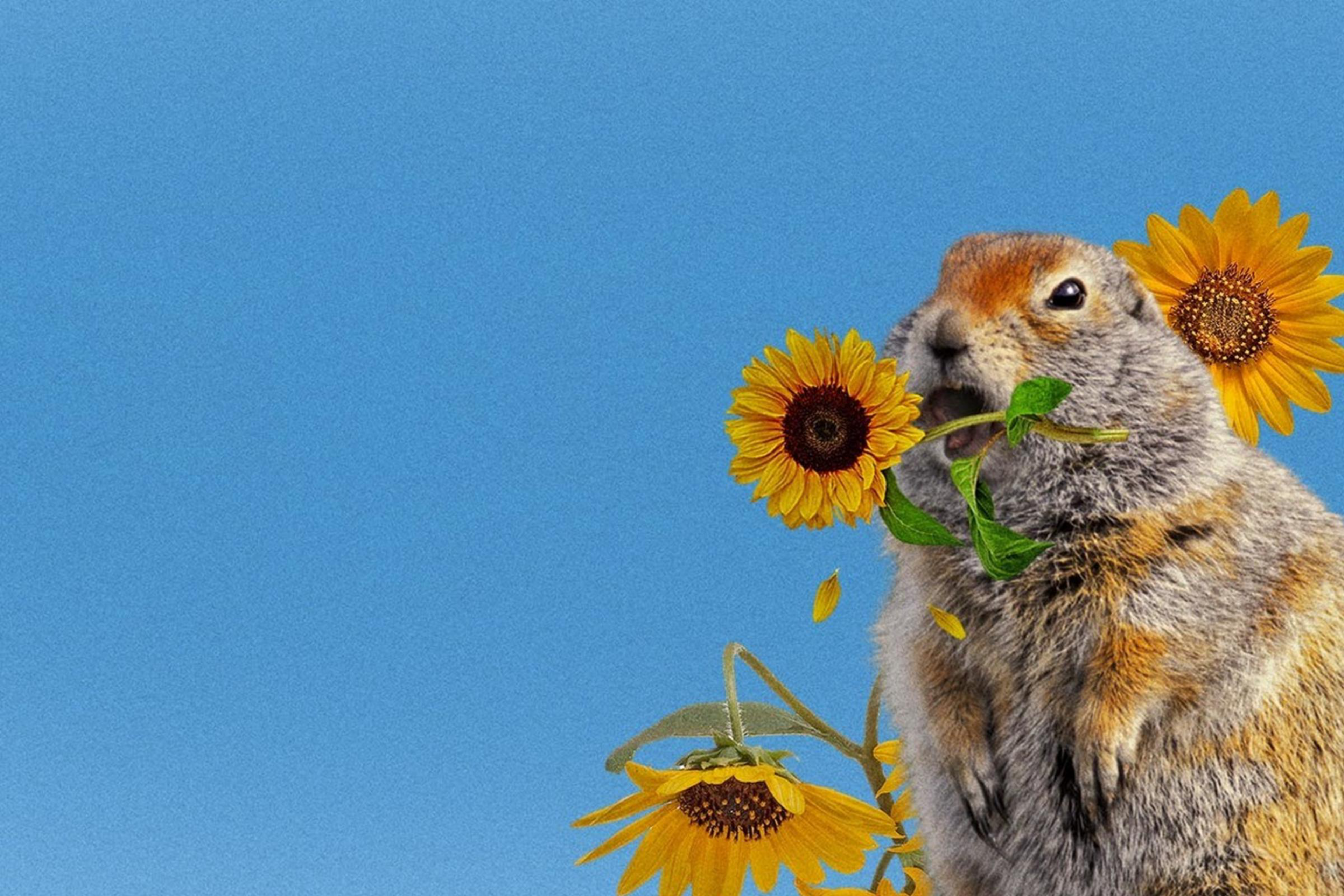 Despite their cuteness, gophers are the mortal enemies of gardeners in the city.