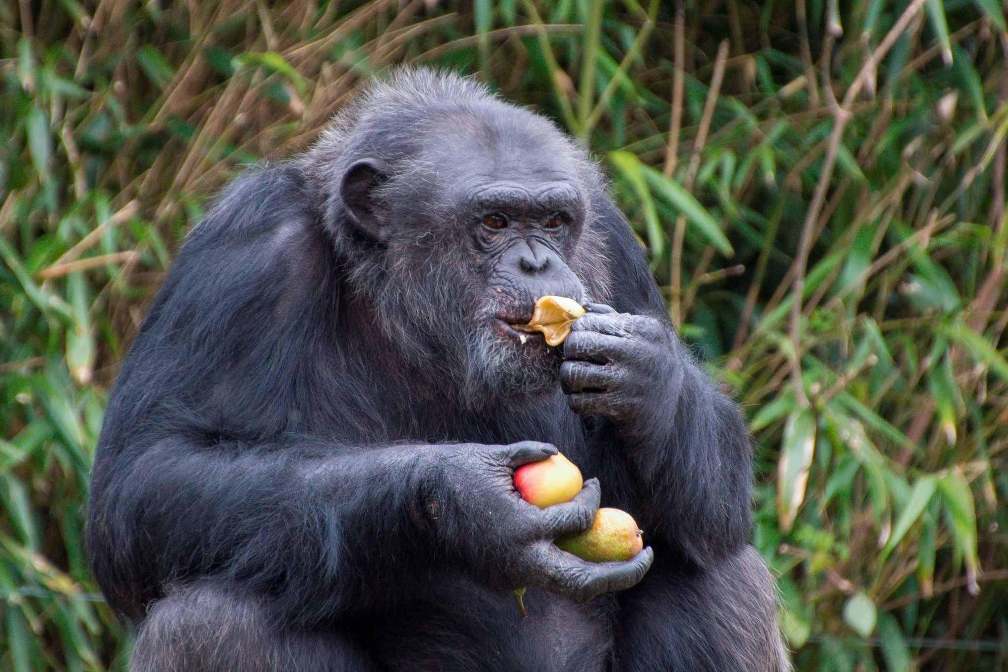 A chimpanzee sits holding two pieces of fruit in one hand while eating another, with dense green foliage in the background.