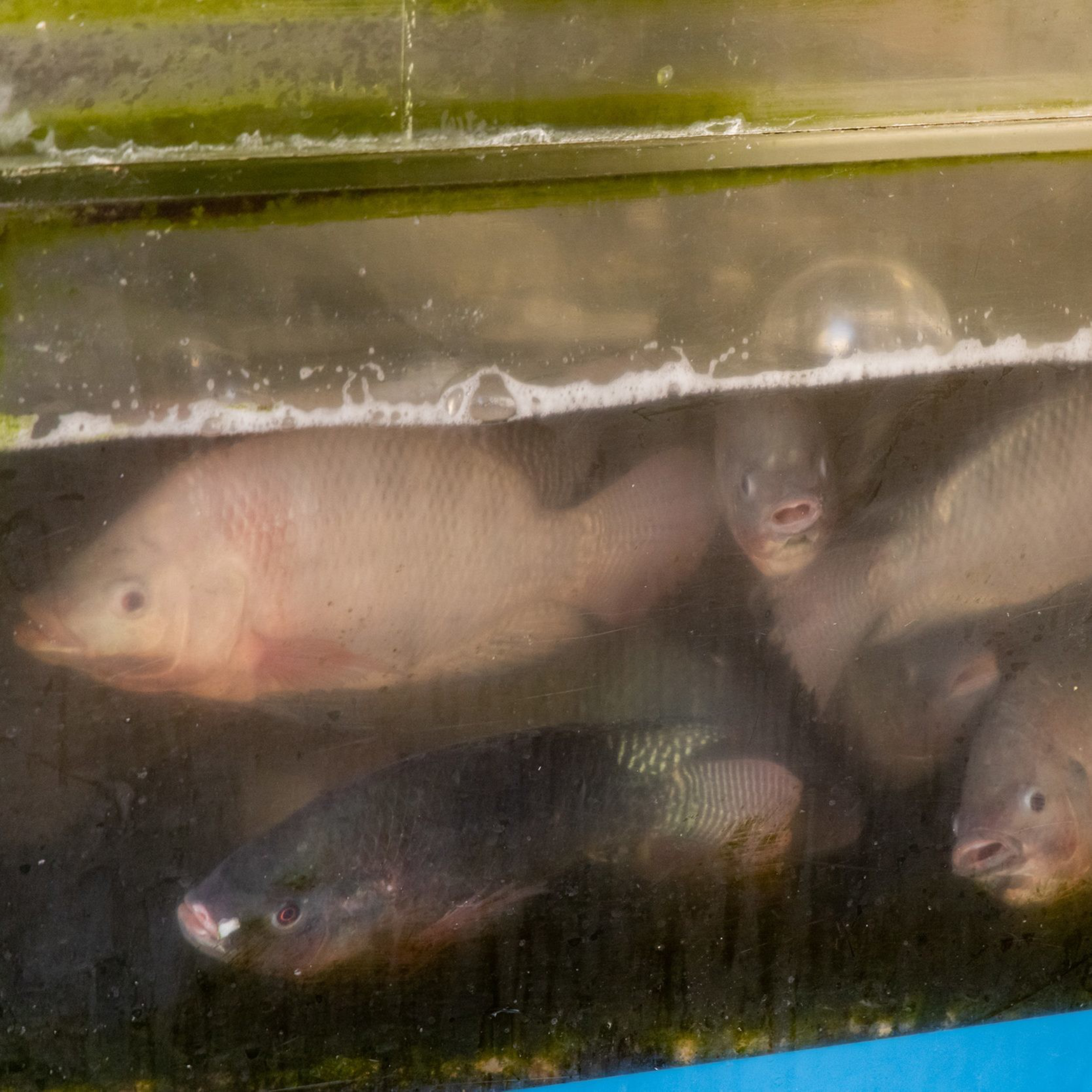 The image shows several fish inside a murky aquarium, with green algae on the glass and a few bubbles floating on the water's surface.