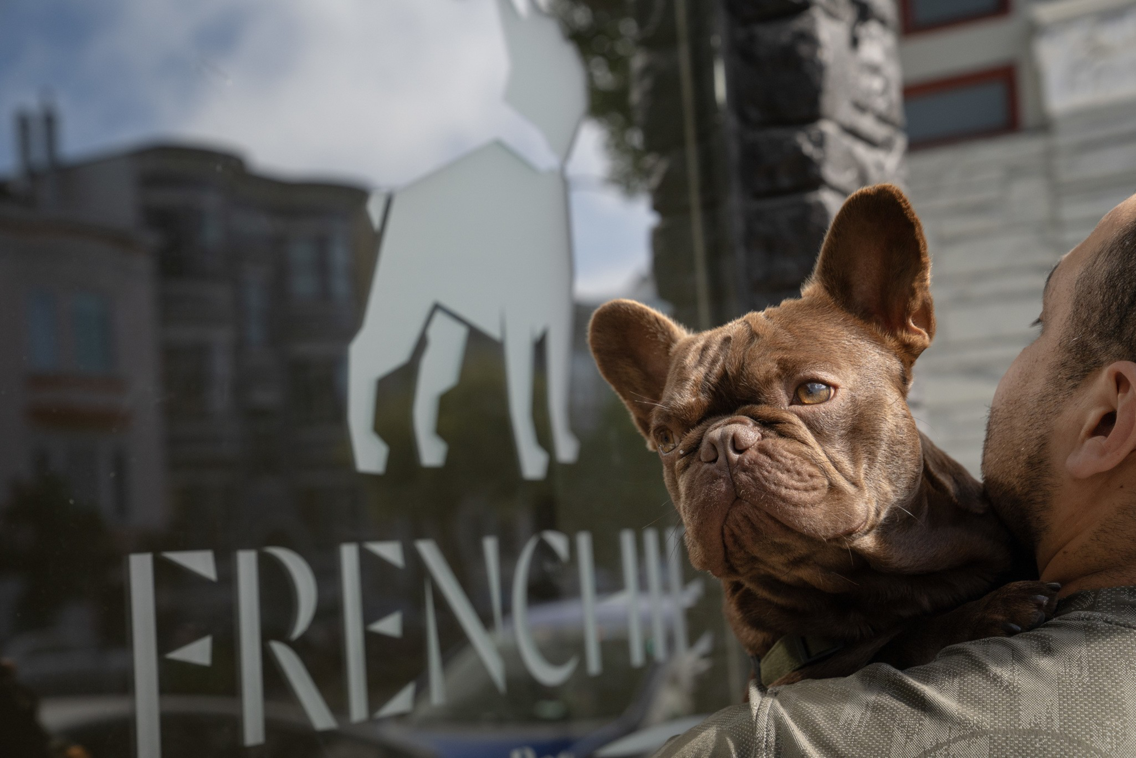 A brown French Bulldog with large ears is being held by a person outside a window with a white dog silhouette and the word "FRENCHIE" on it.