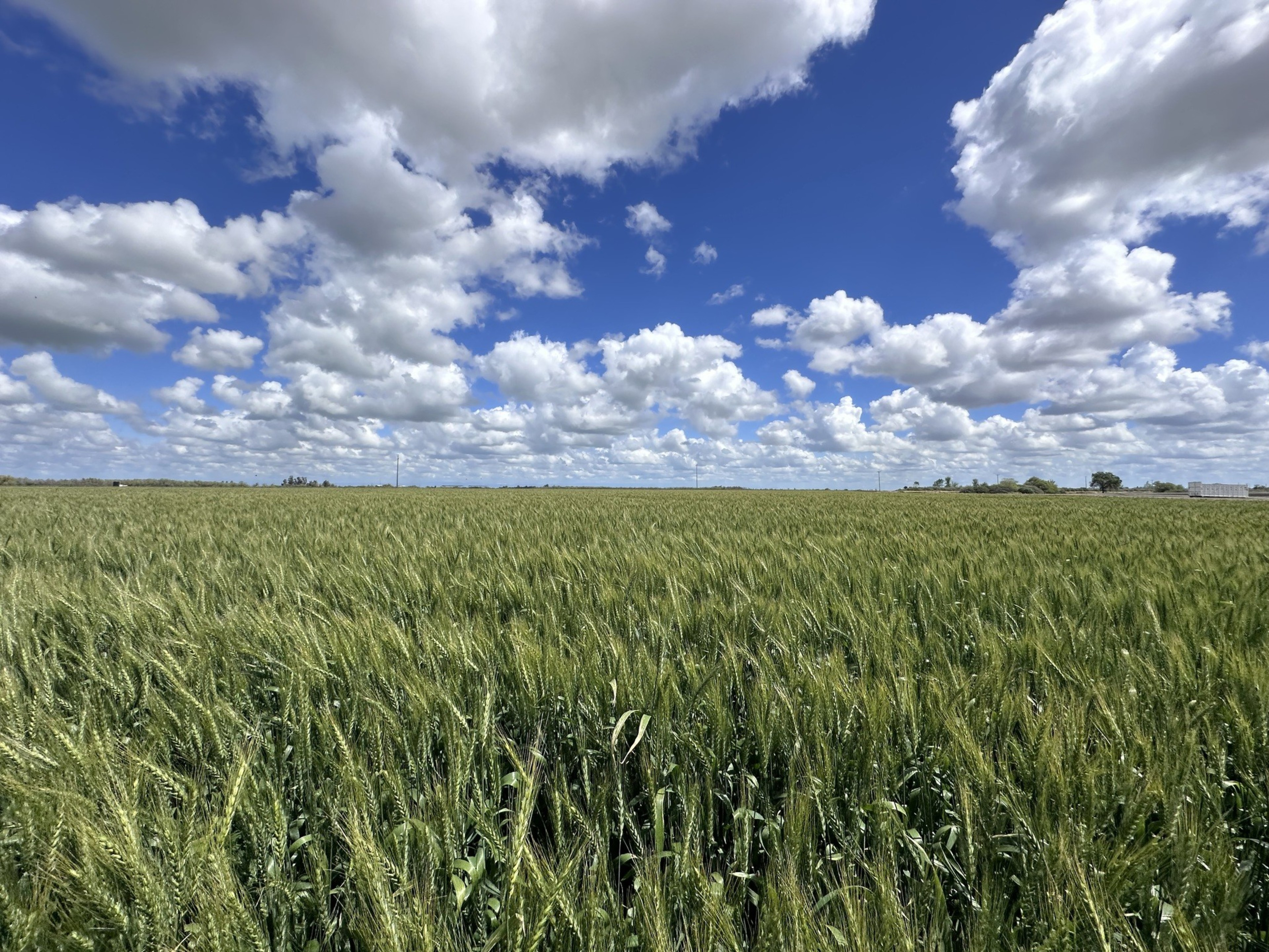 A vast field of green wheat stretches to the horizon under a bright blue sky filled with fluffy white clouds.