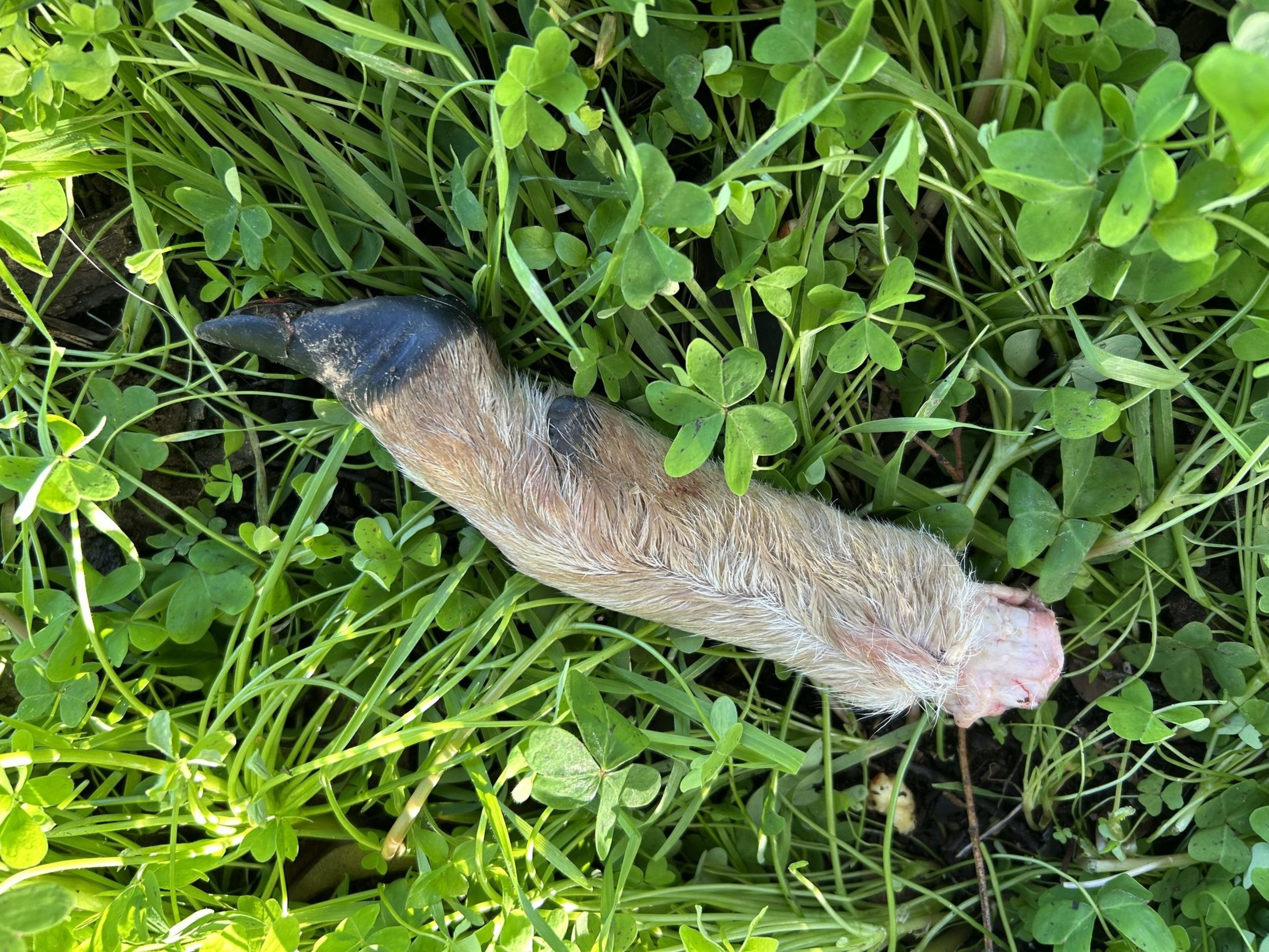 A severed animal leg, possibly from a deer or similar animal, lies on a bed of green clover and grass. The hoof is dark, and the fur is light brown.