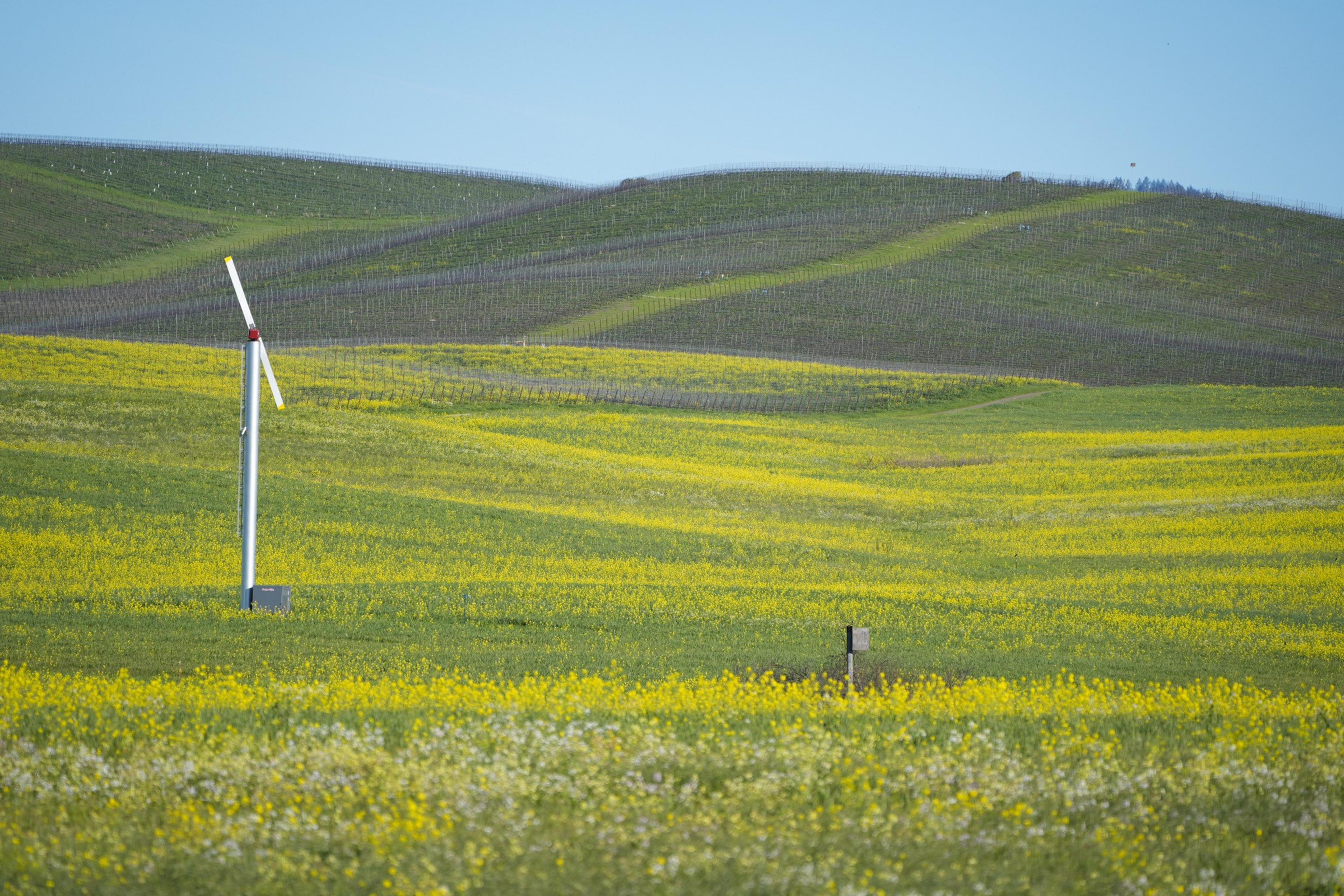 Mustard fields