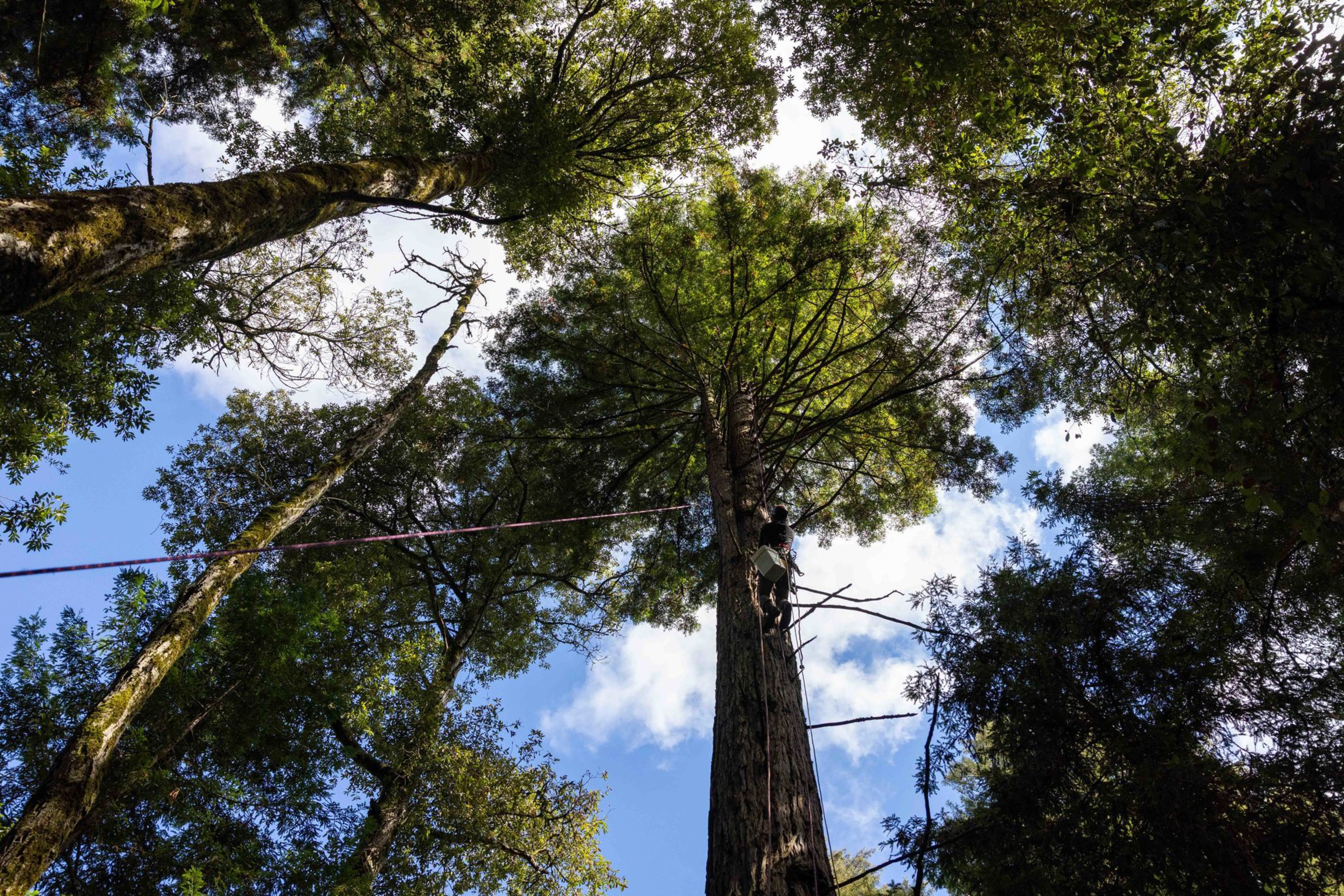 A person is climbing a tall tree using ropes and wooden steps, surrounded by dense green foliage against a partly cloudy blue sky.