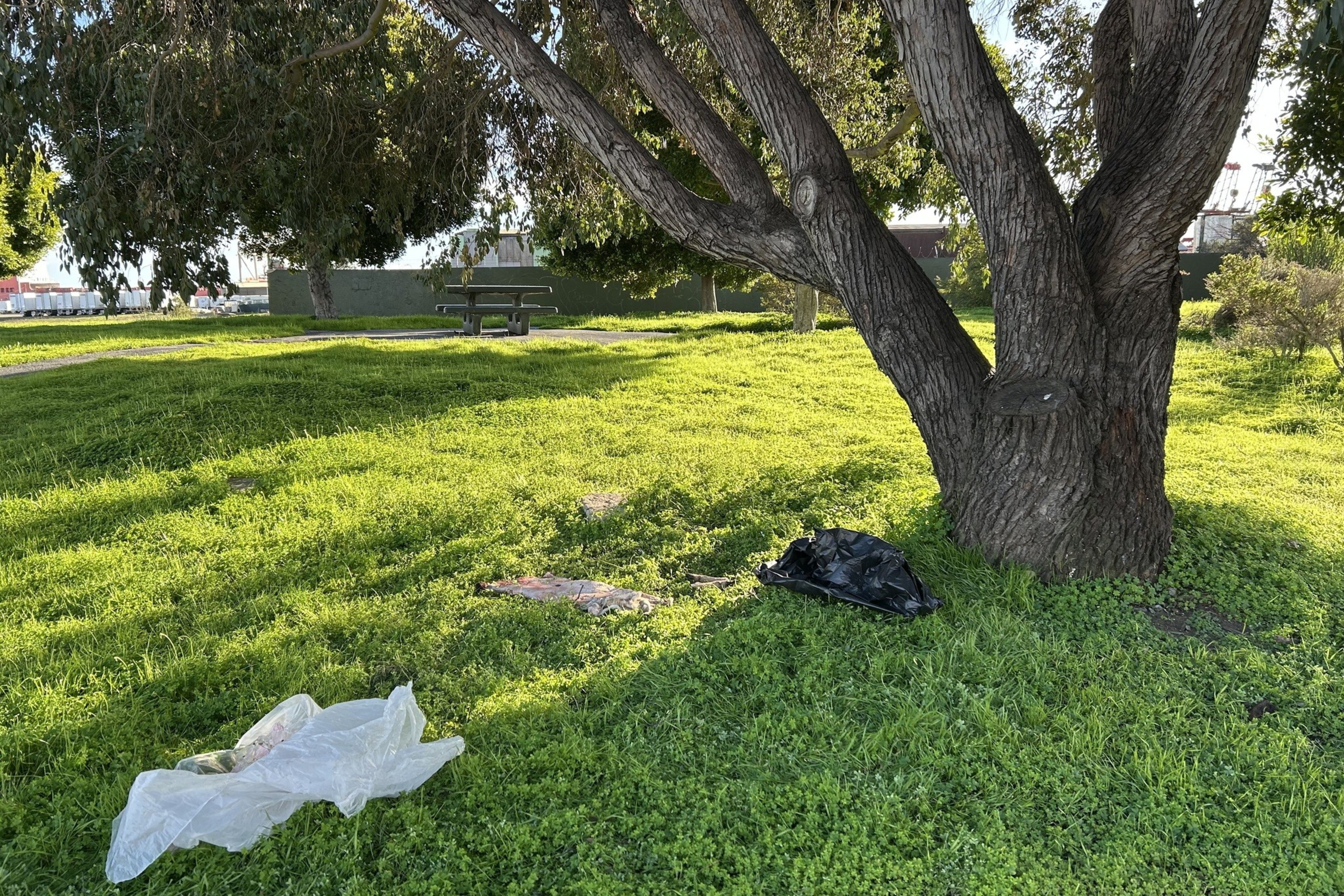 A park scene with a large tree casting shade on green grass. A picnic table is in the background, and a plastic bag lies on the ground near the tree.