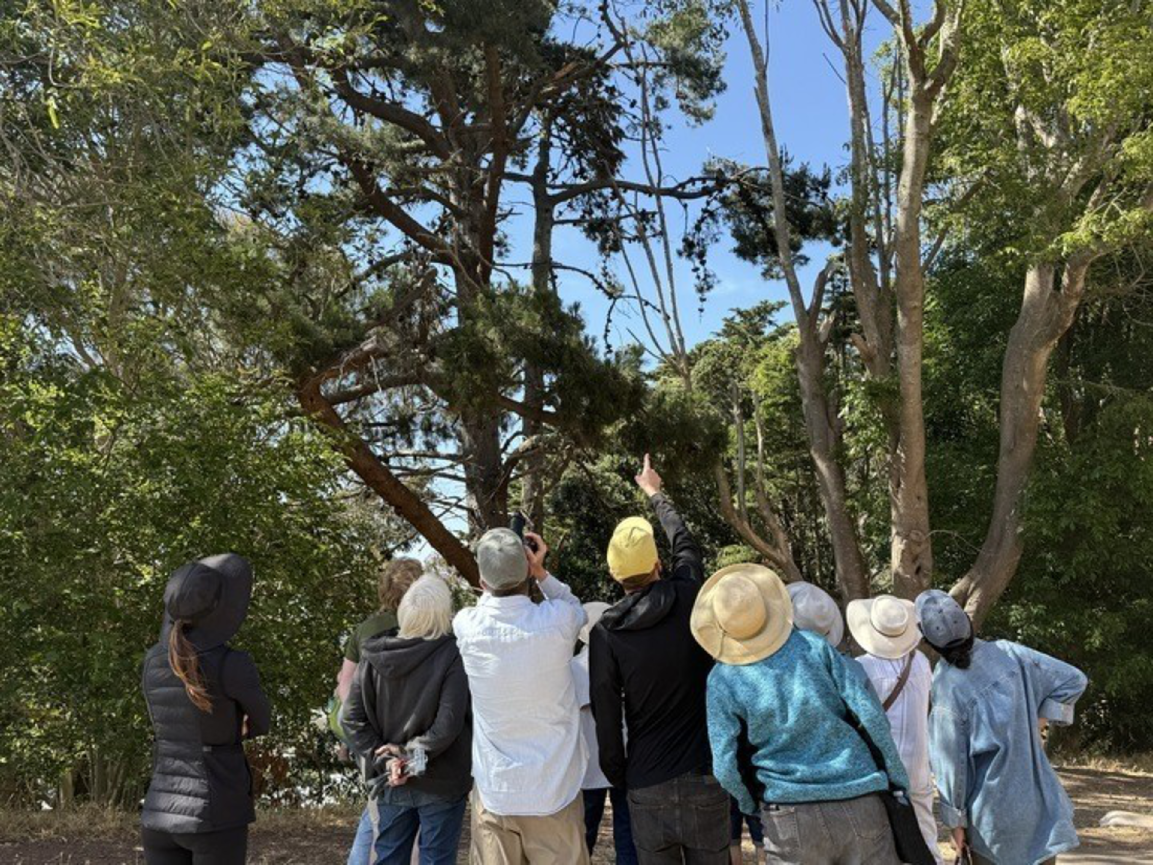 A group of people stand outdoors, looking and pointing up at tall trees. They wear casual clothing and hats, and the sky is clear and blue.