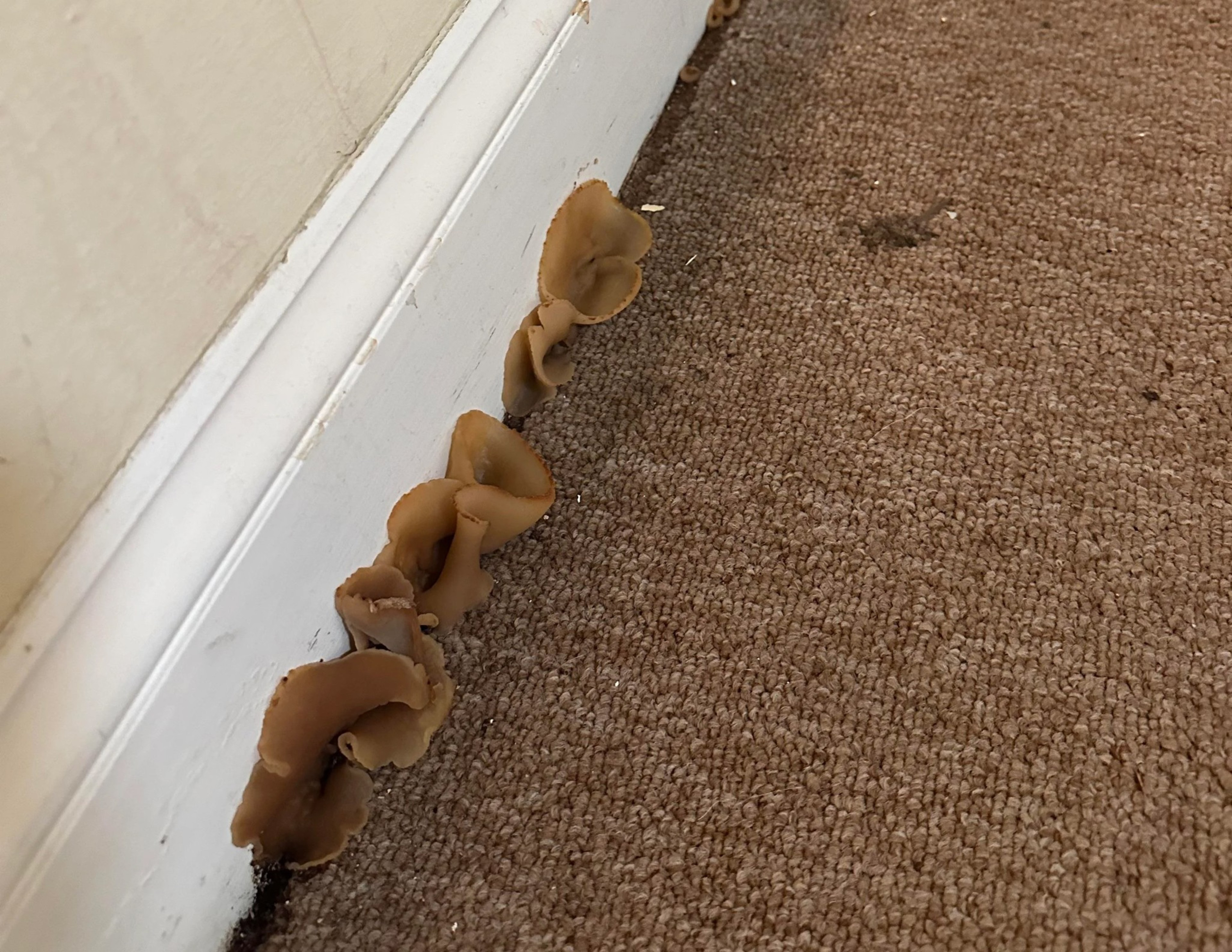 Mushrooms growing between carpet and baseboard of apartment.