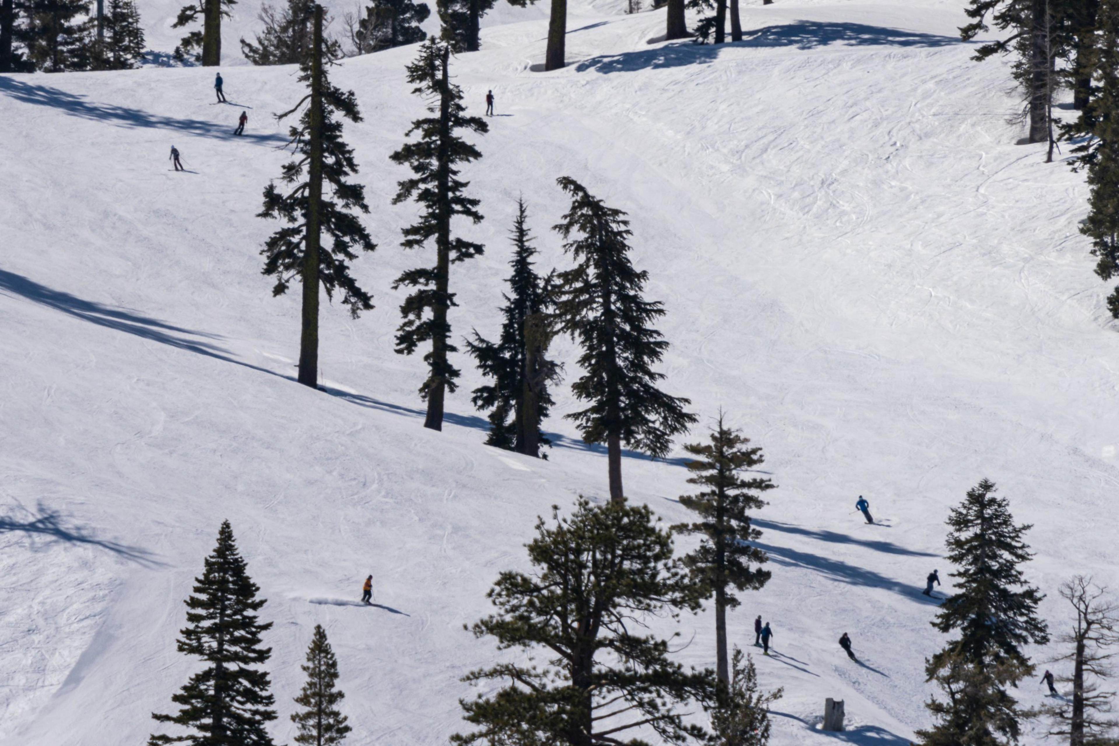 Skiers glide down a sunlit, snowy slope dotted with tall, sparse evergreen trees. Their shadows stretch behind on the white terrain.