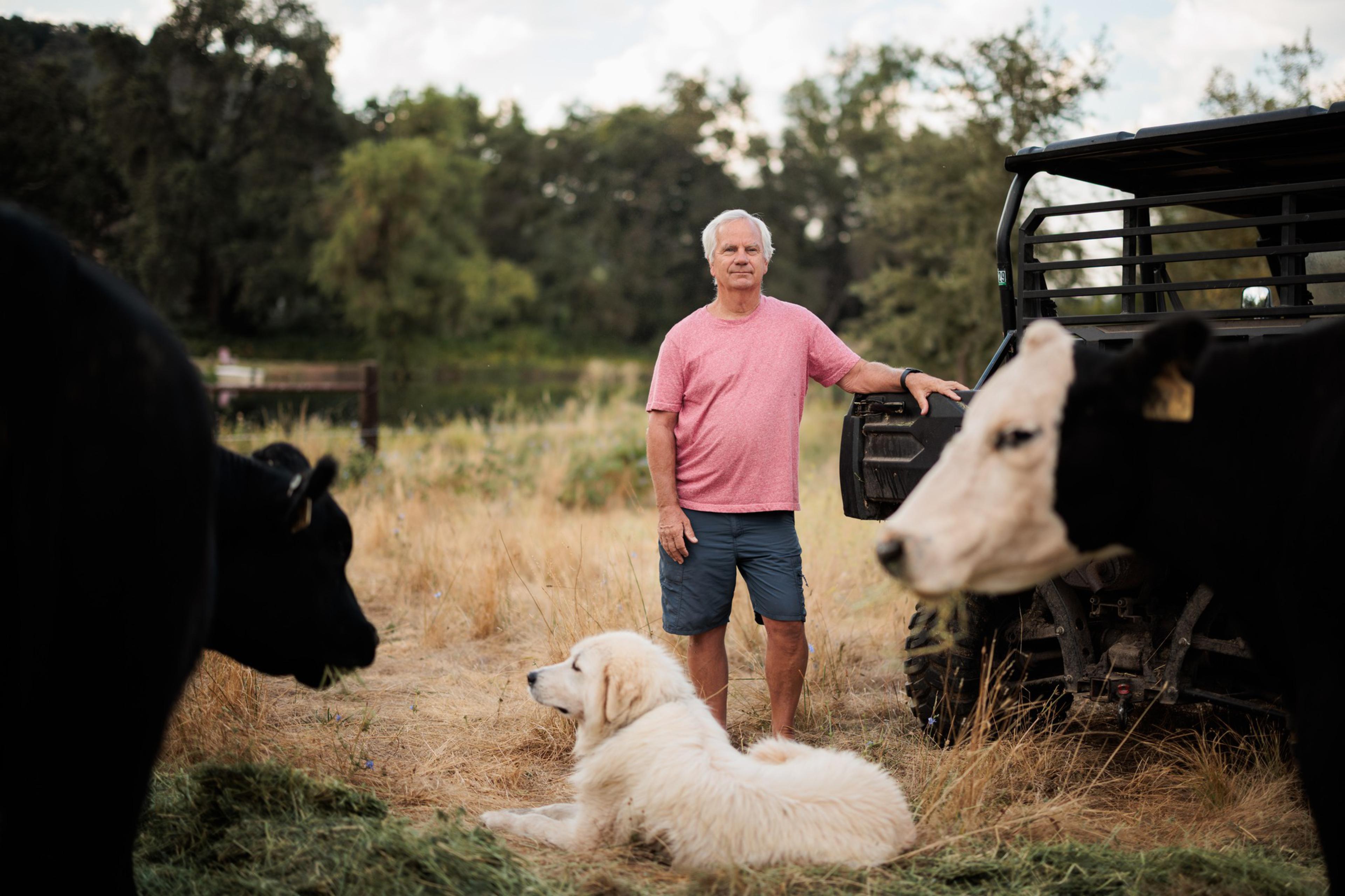 A man in a pink shirt and blue shorts stands near a vehicle, with a large white dog lying on the grass and two black and white cows nearby in a field.