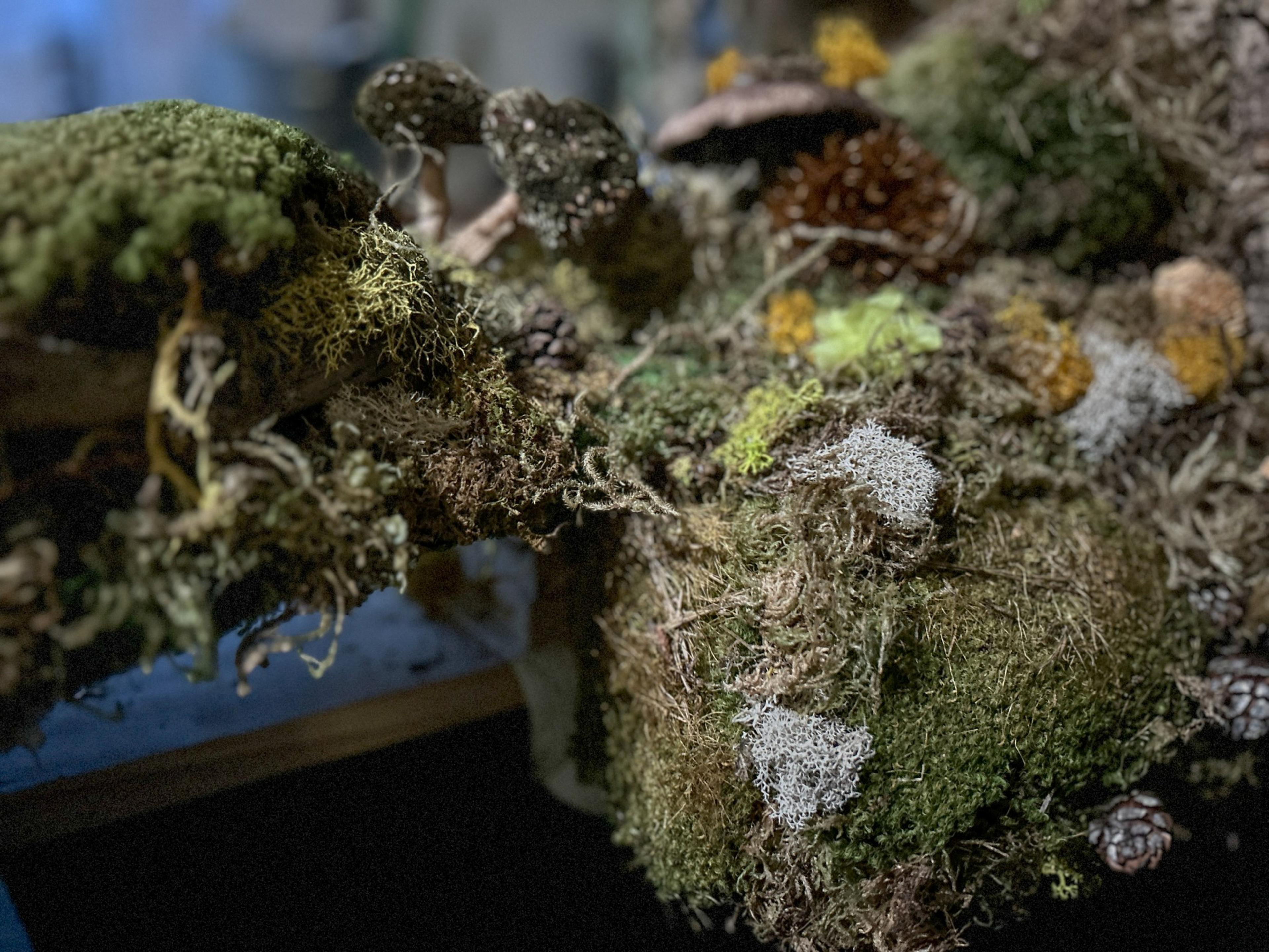 A close-up of moss, lichen, and pine cones on a wooden surface.