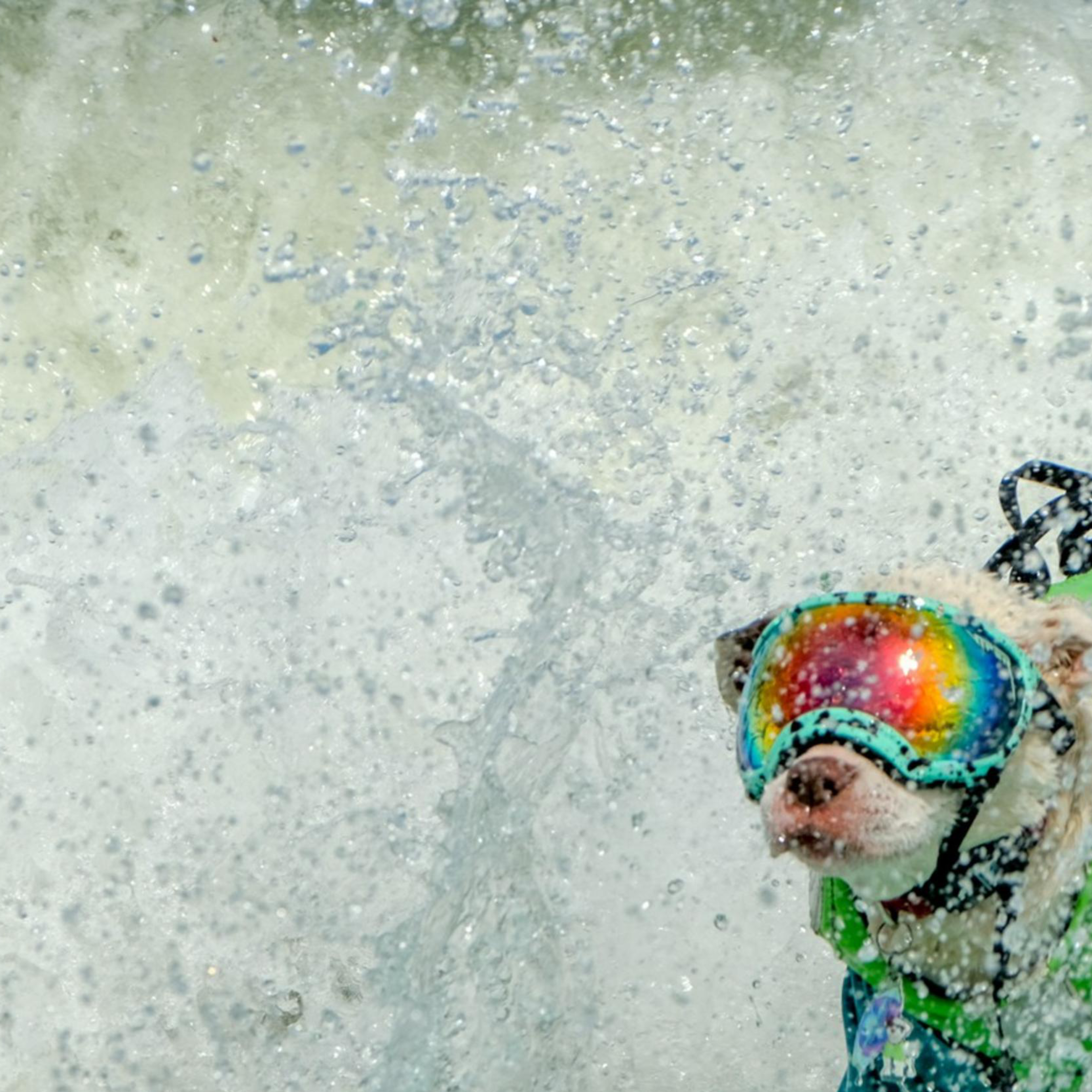 A dog wearing goggles and a life vest is actively surfing on a green surfboard, surrounded by splashing waves.
