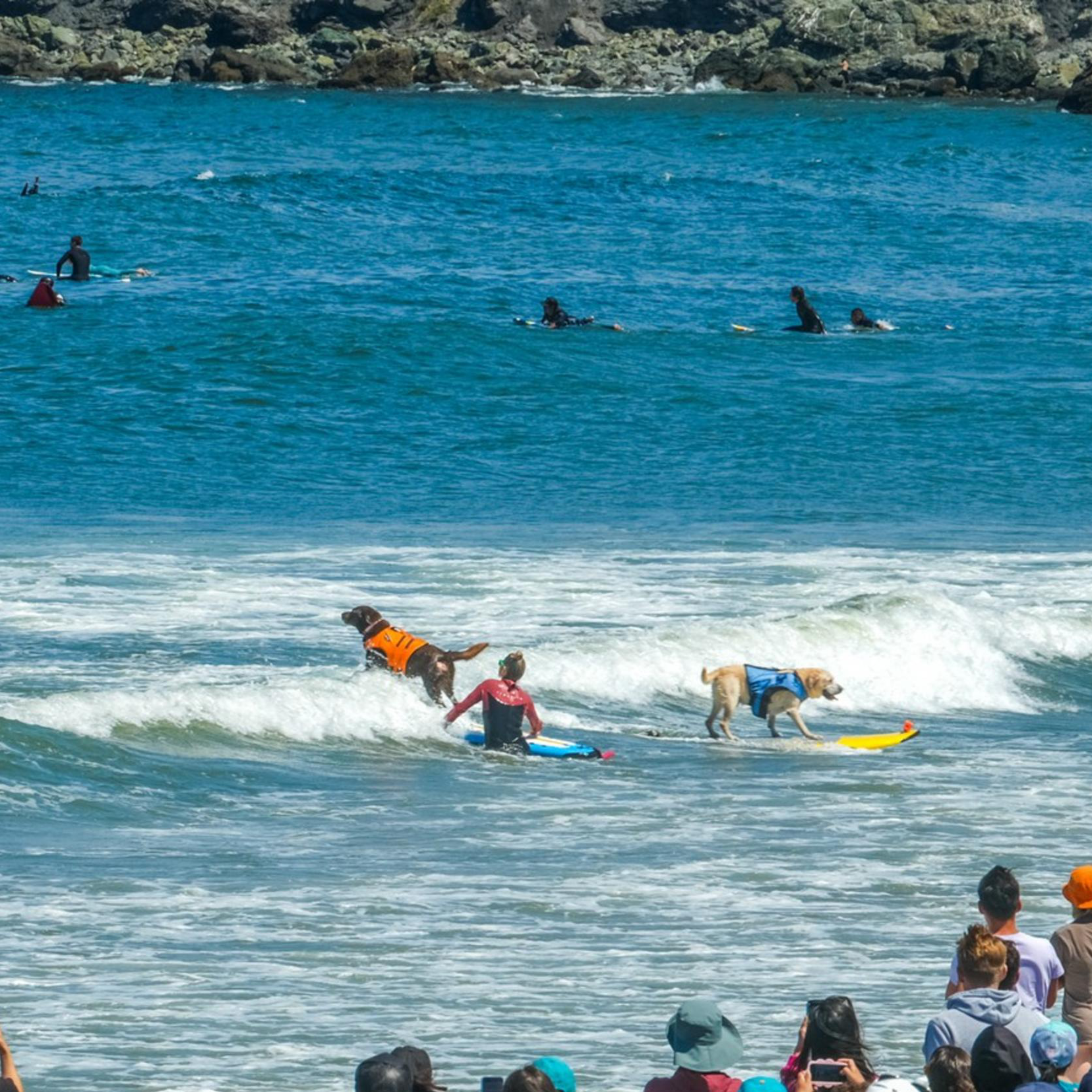 A crowd gathers on the beach watching dogs in life jackets surfing waves with their human companions in shallow water, with more surfers in the background.