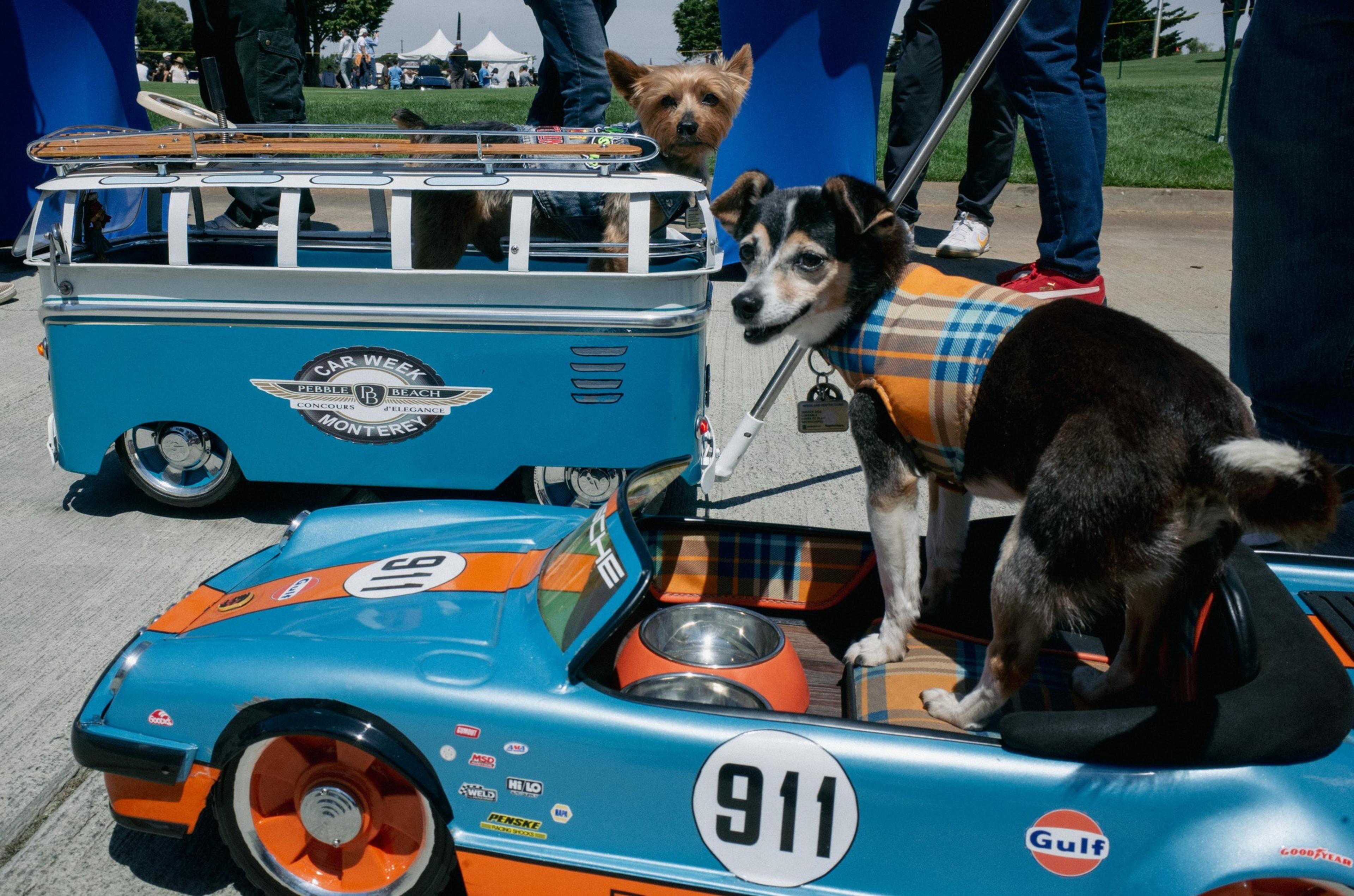 A small dog wearing a plaid jacket stands inside a blue and orange toy race car with the number 911, while another dog peeks out of a blue toy van.