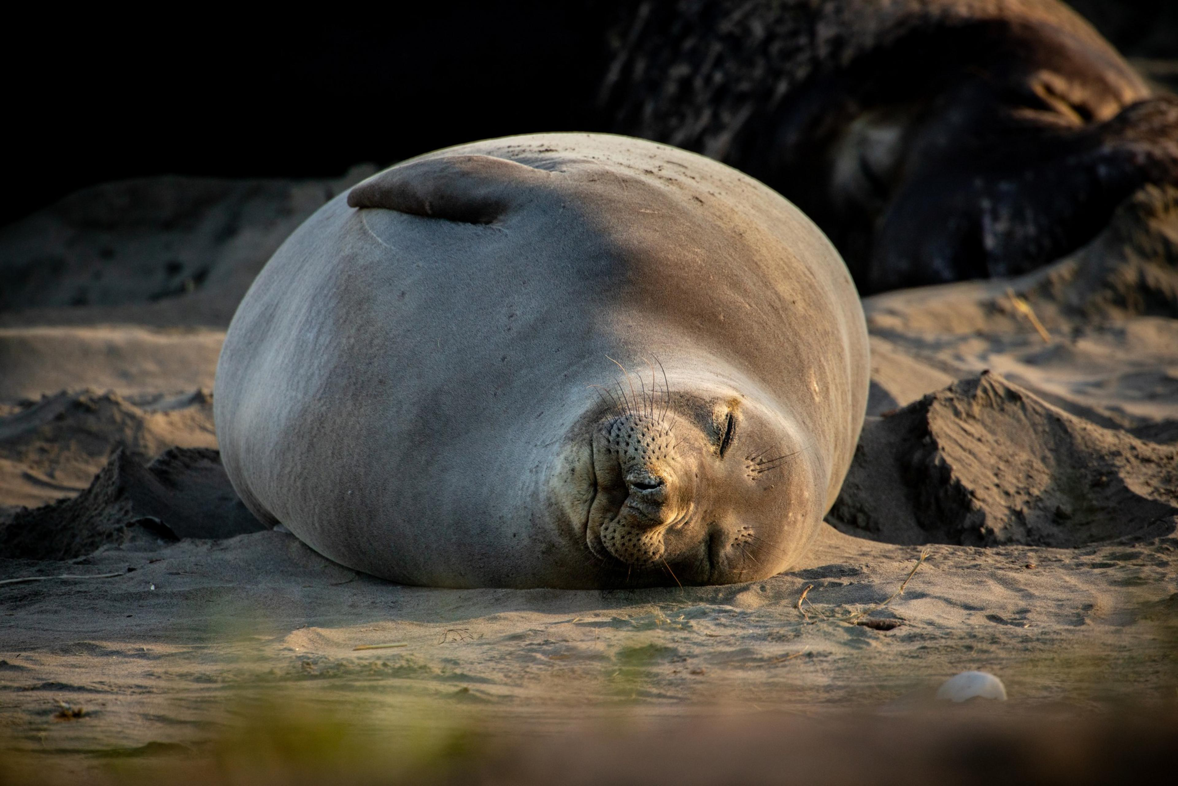 A large, round seal is resting on a sandy beach, lying on its back with its eyes closed. The sunlight casts a warm glow on its smooth, grey body.