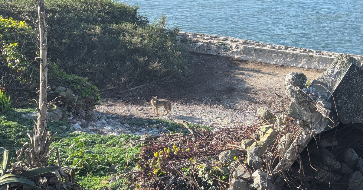 Alcatraz coyote gets ‘much fatter’ on prison island diet