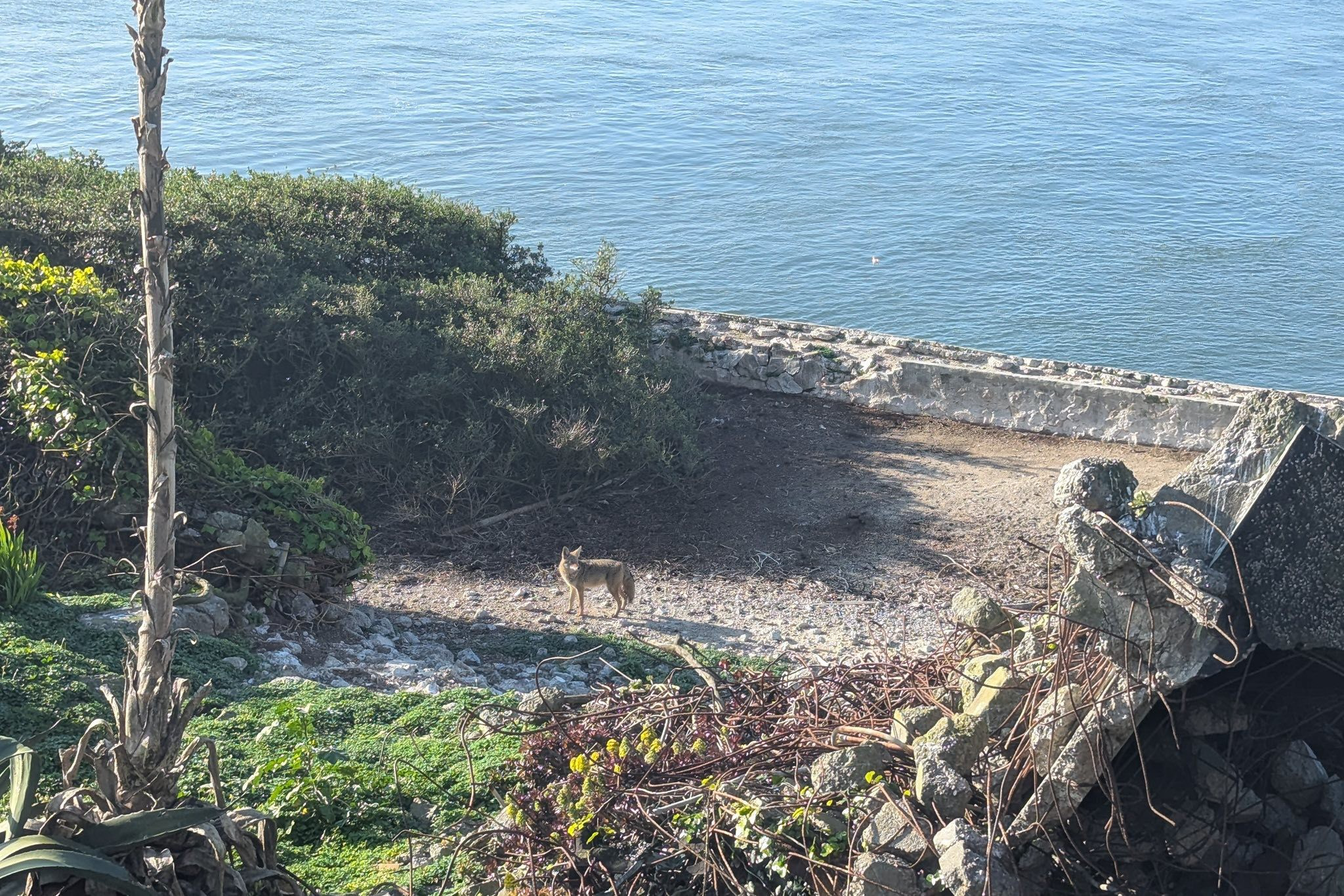 A coyote stands on a dirt path near the water's edge, surrounded by bushes, rocks, and broken concrete structures.