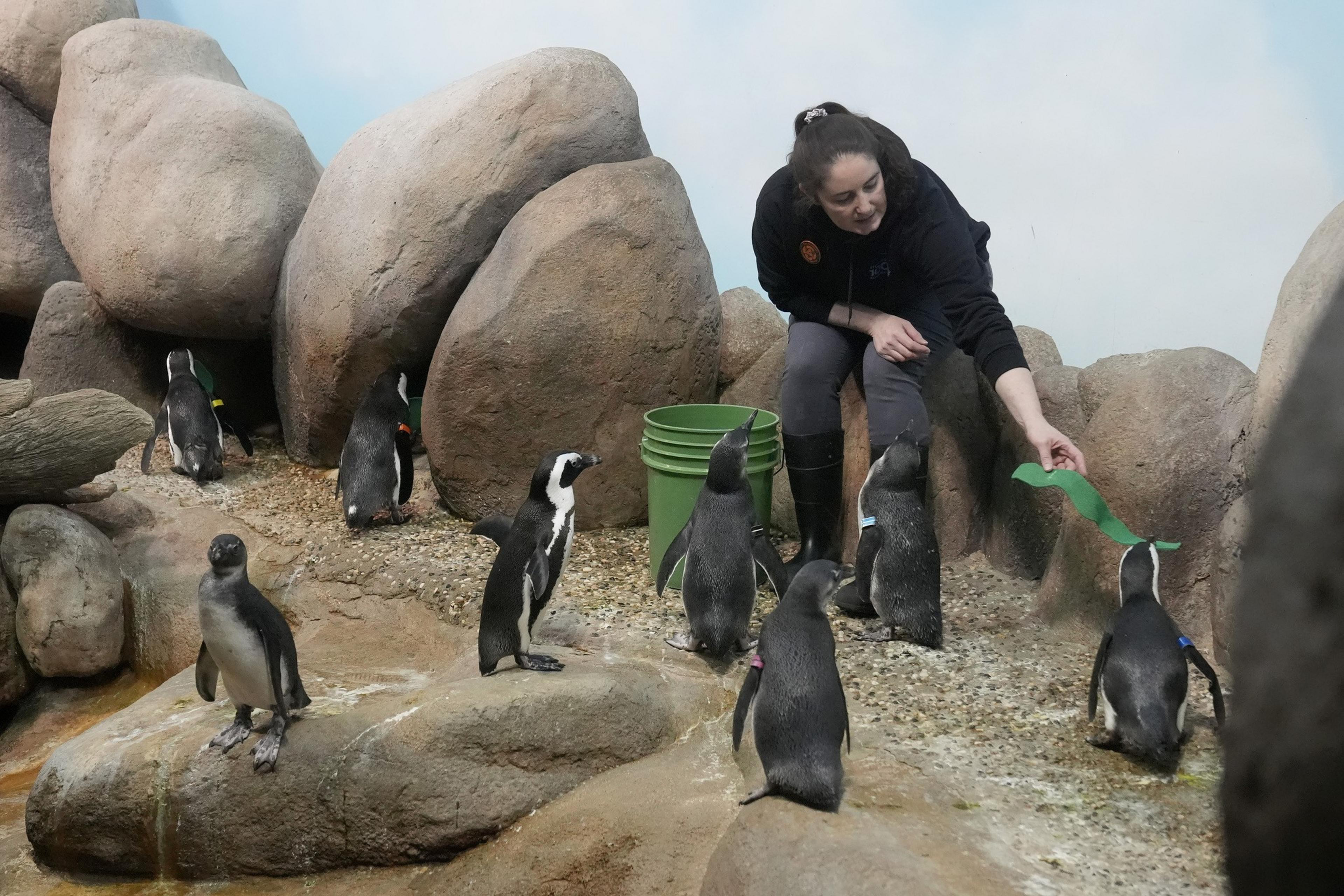 A woman sitting on rocks feeds a gaggle of baby penguins