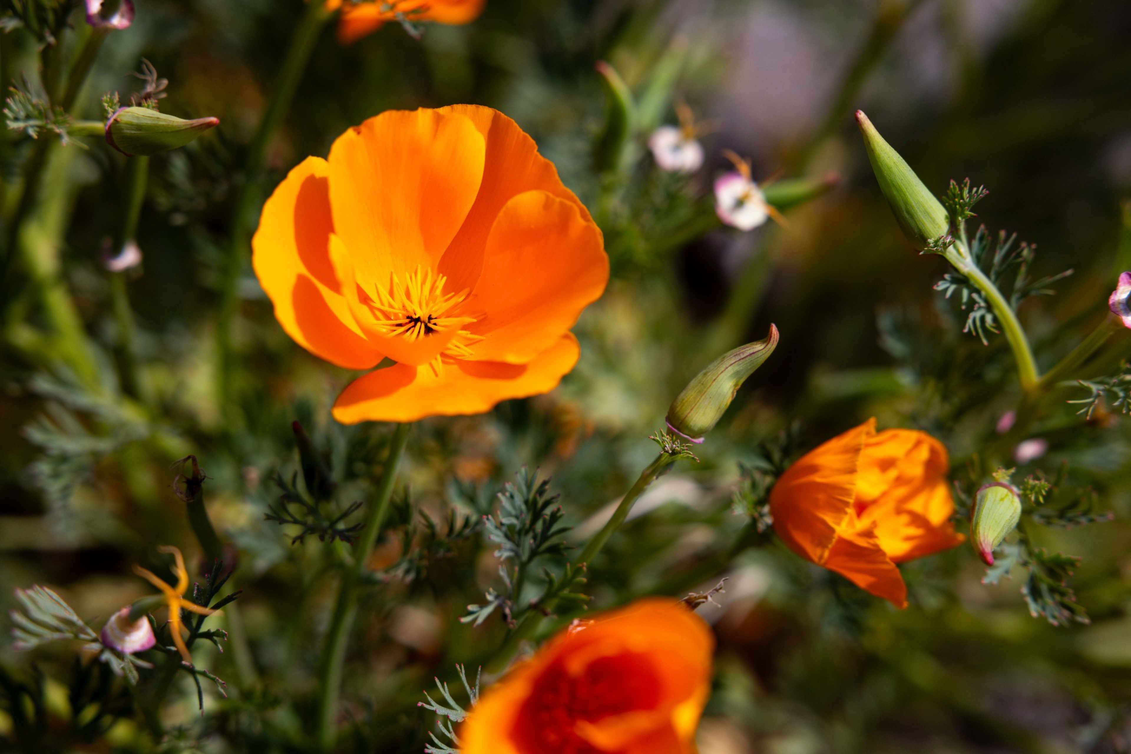Bright orange poppies bloom among green leaves and unopened buds, creating a vivid contrast in a natural setting.