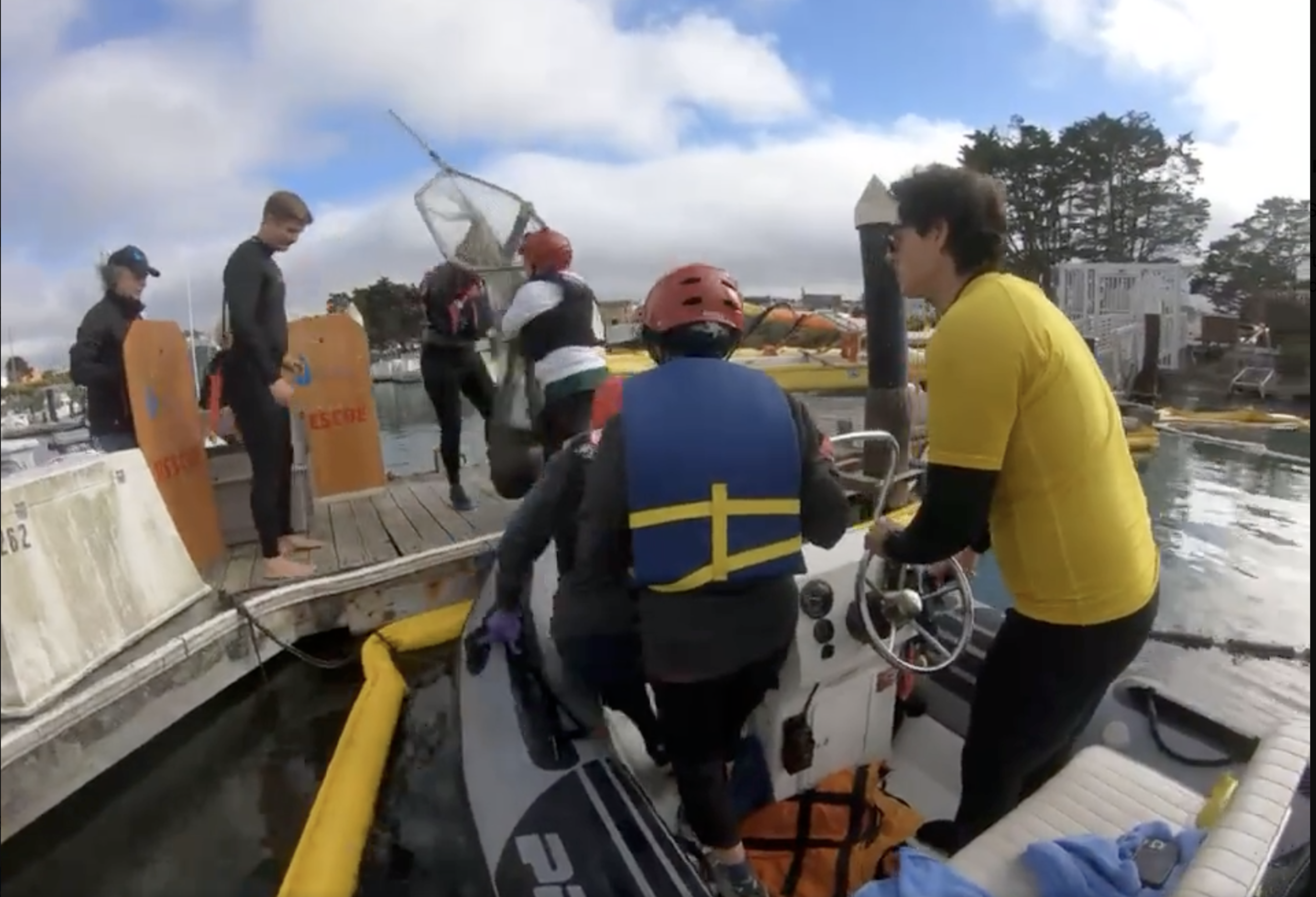 People in a boat rescue a seal