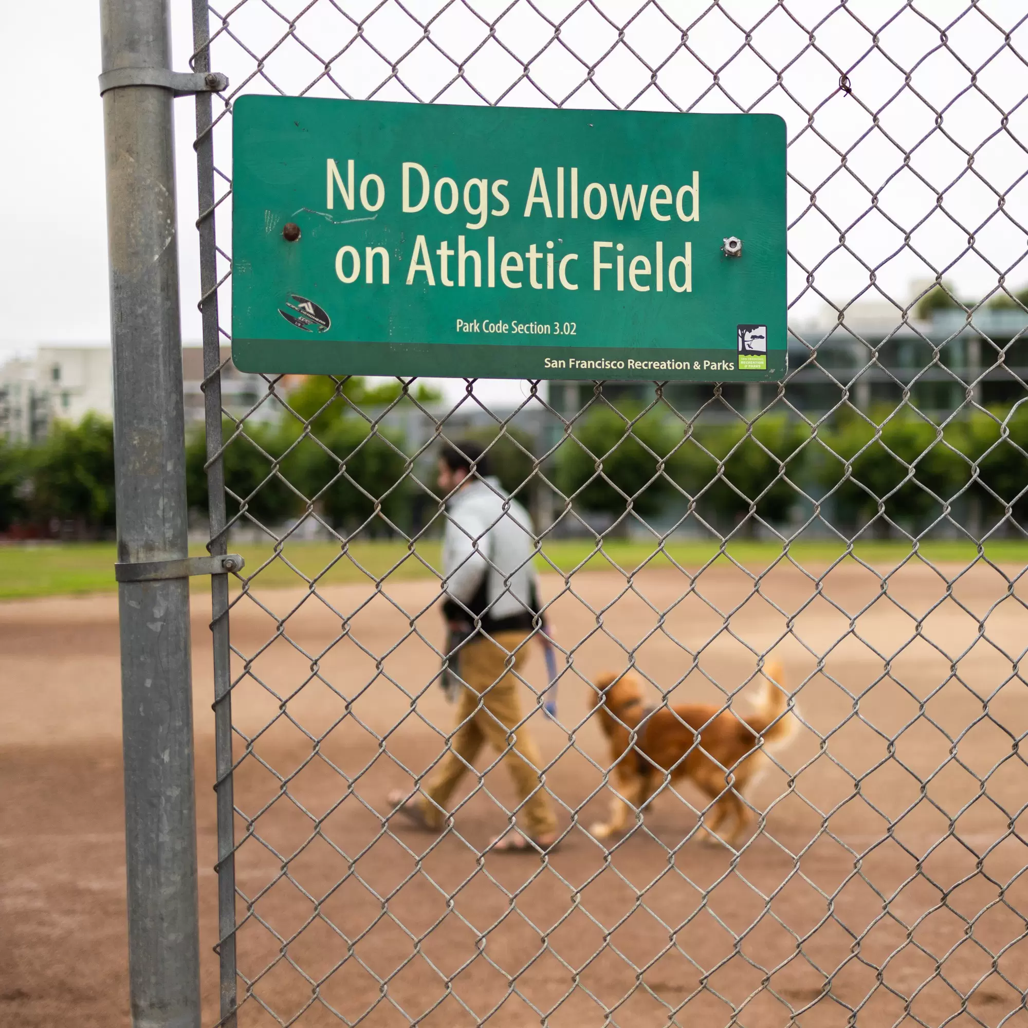 SHUT UP! LP AGGRESSIVE DOGS FIELD OF〜