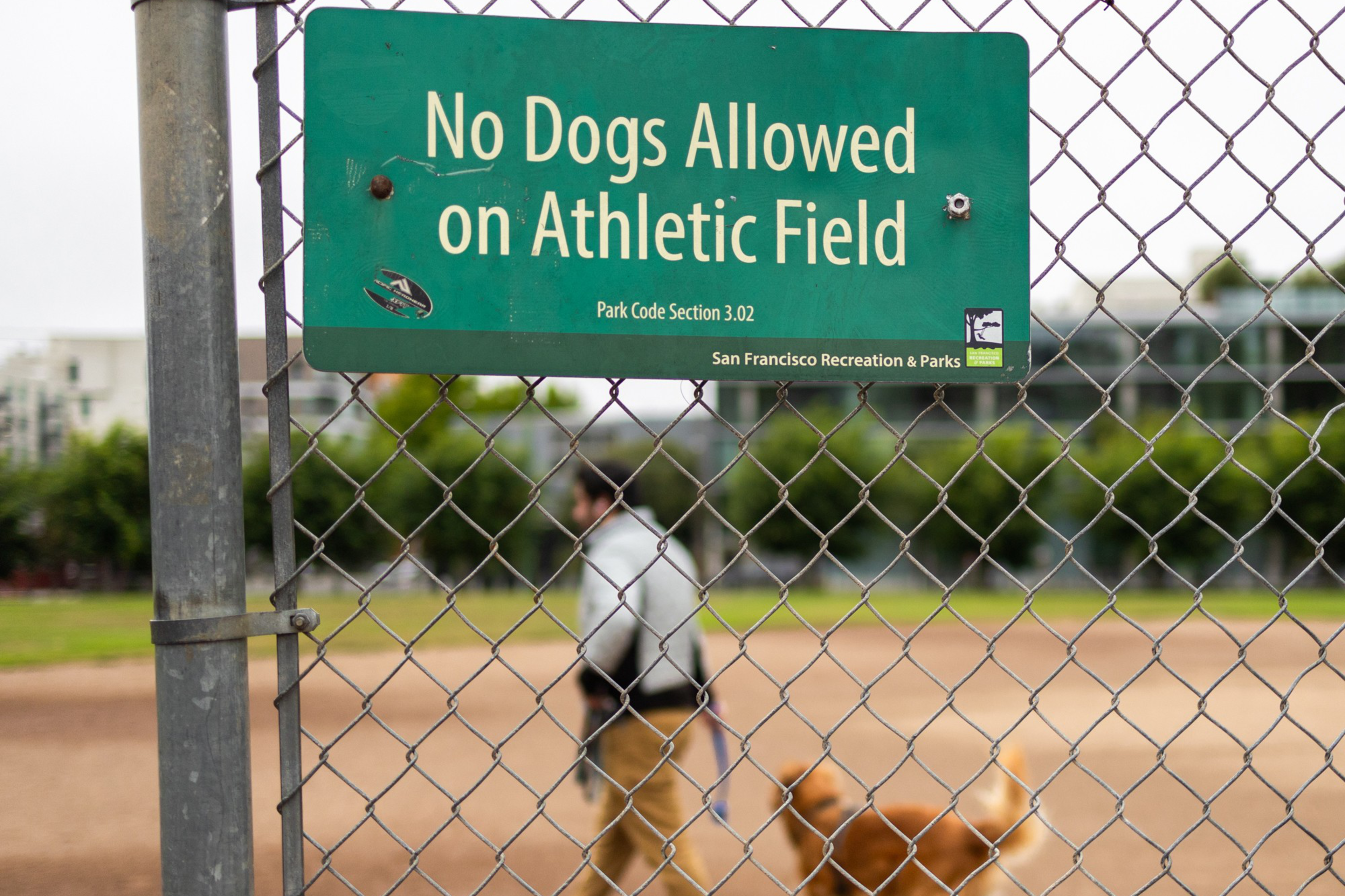 A sign on a chain-link fence reads "No Dogs Allowed on Athletic Field." Behind the fence, a person walks with a dog on the athletic field.