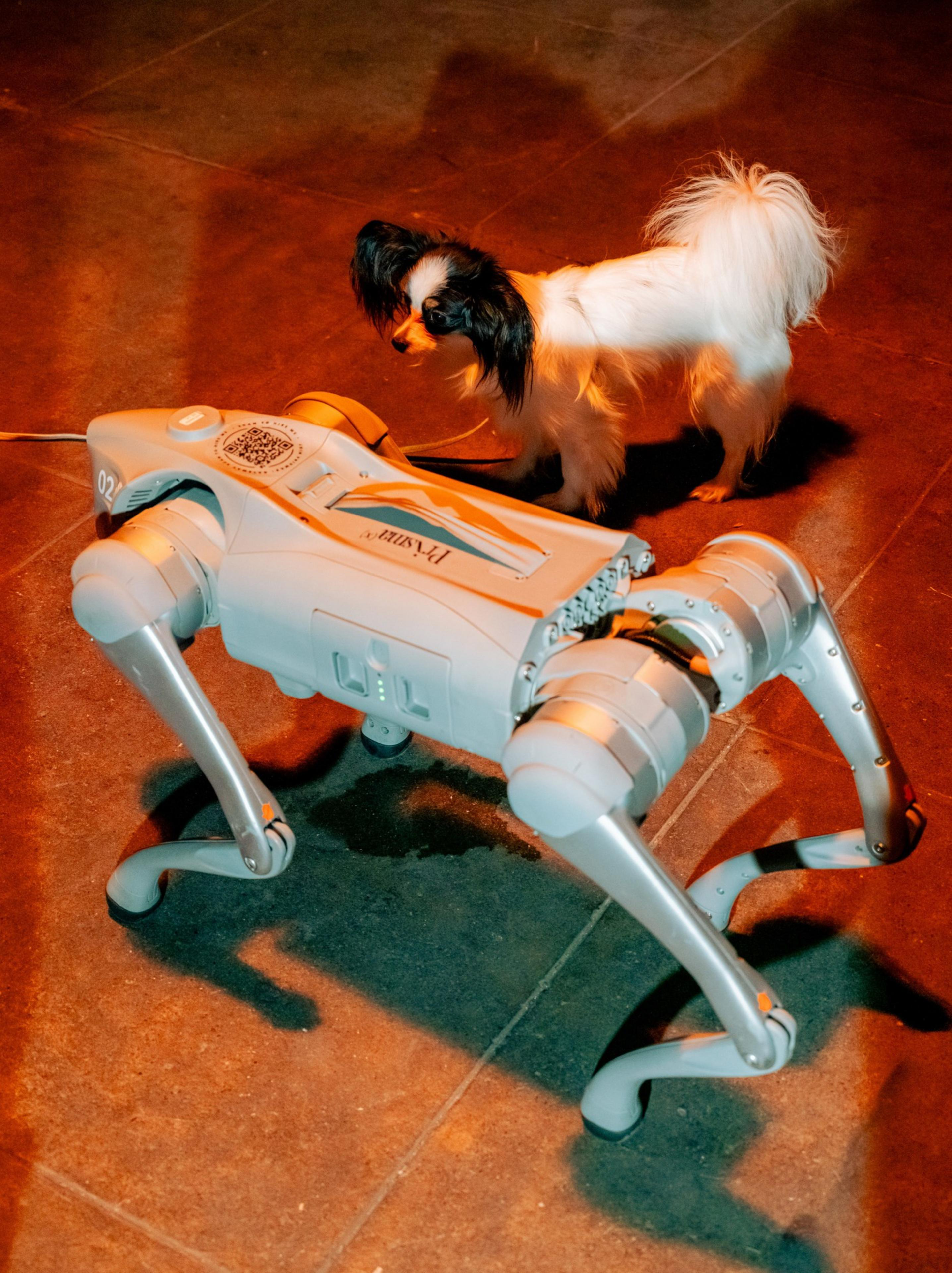 A small black-and-white dog curiously sniffs a four-legged silver robot resembling a mechanical dog on a tiled floor.
