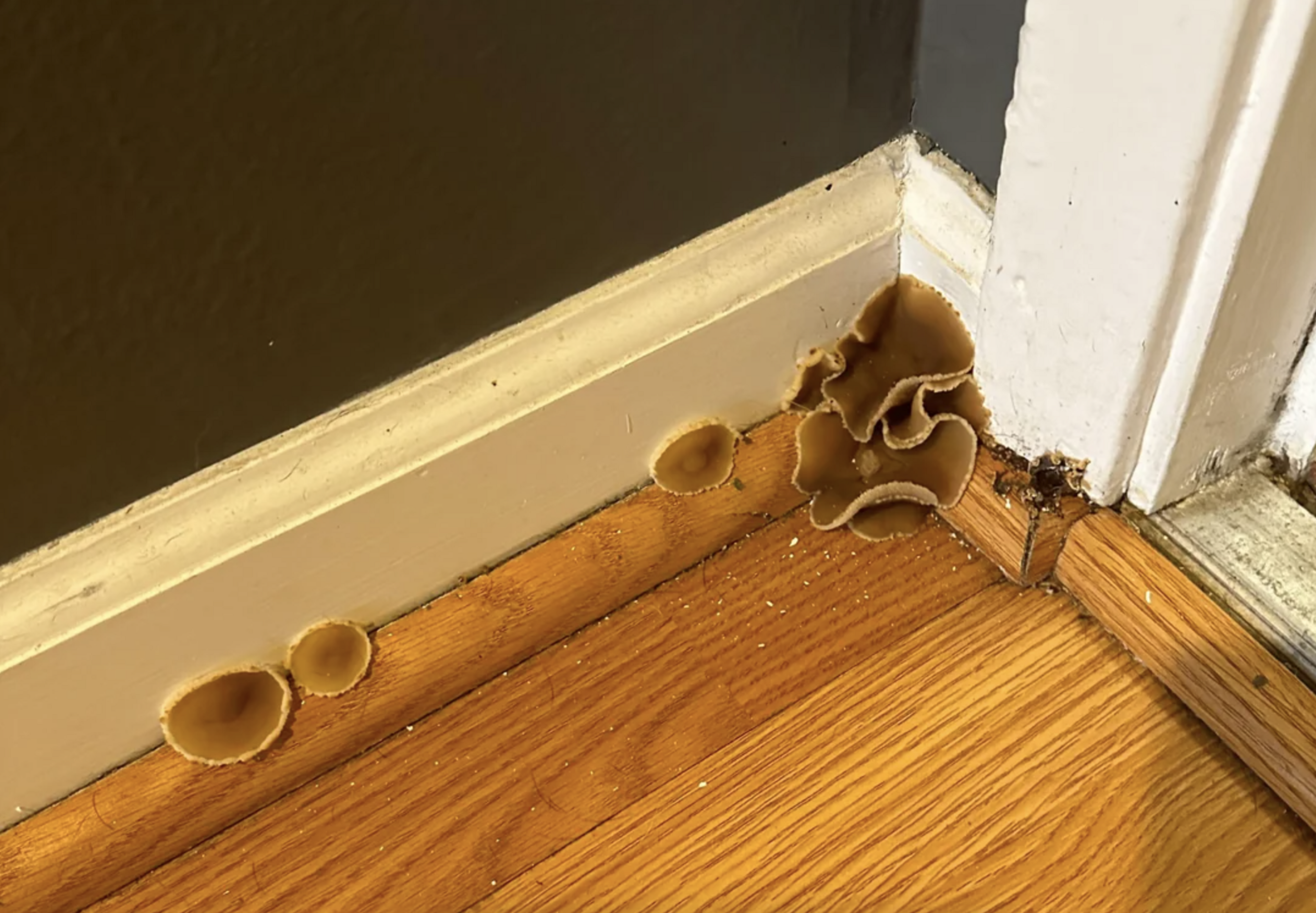 Mushrooms growing in baseboard