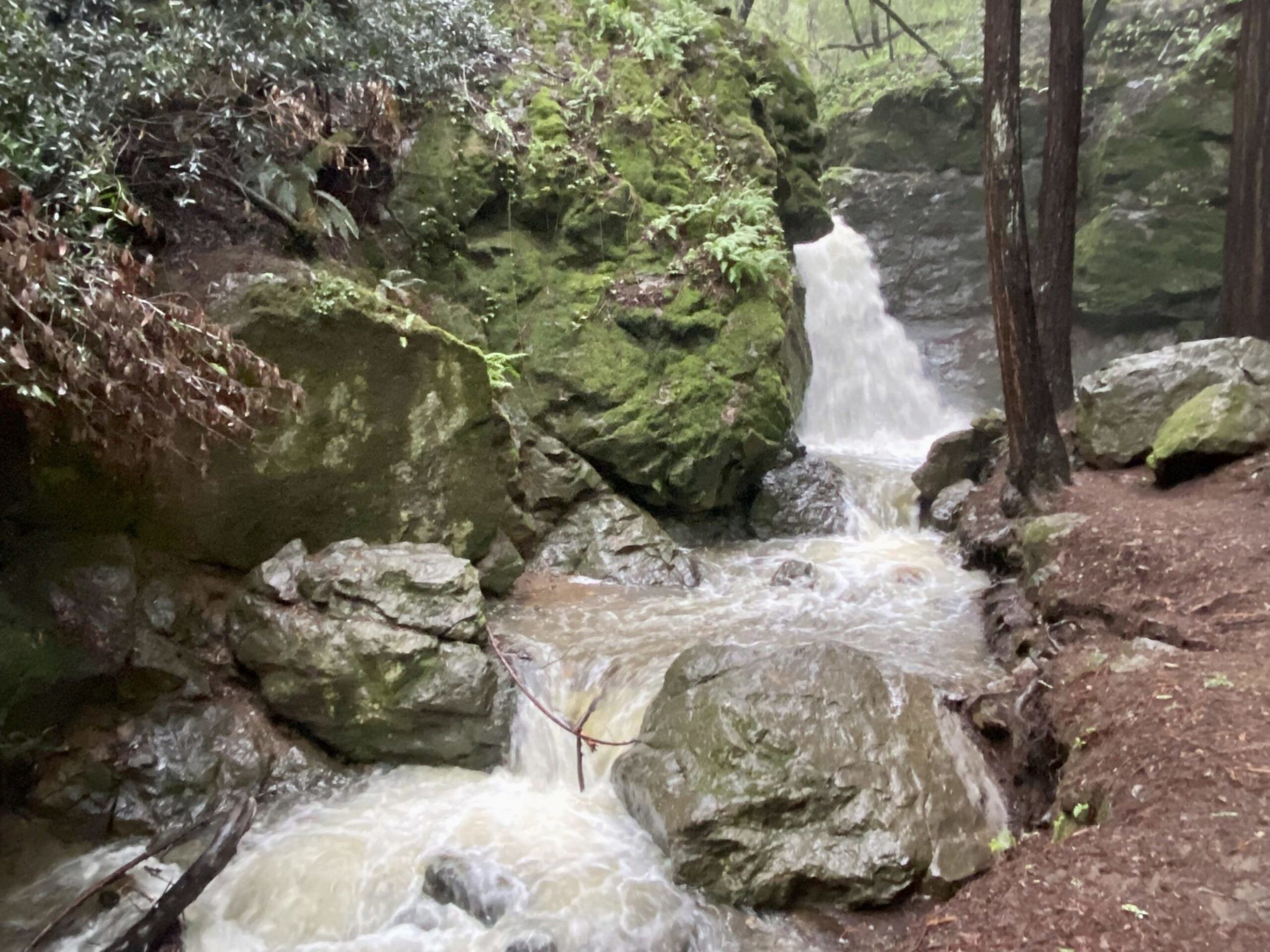 A small waterfall flows rapidly between mossy rocks and trees, with water swirling around large stones on a forest floor.