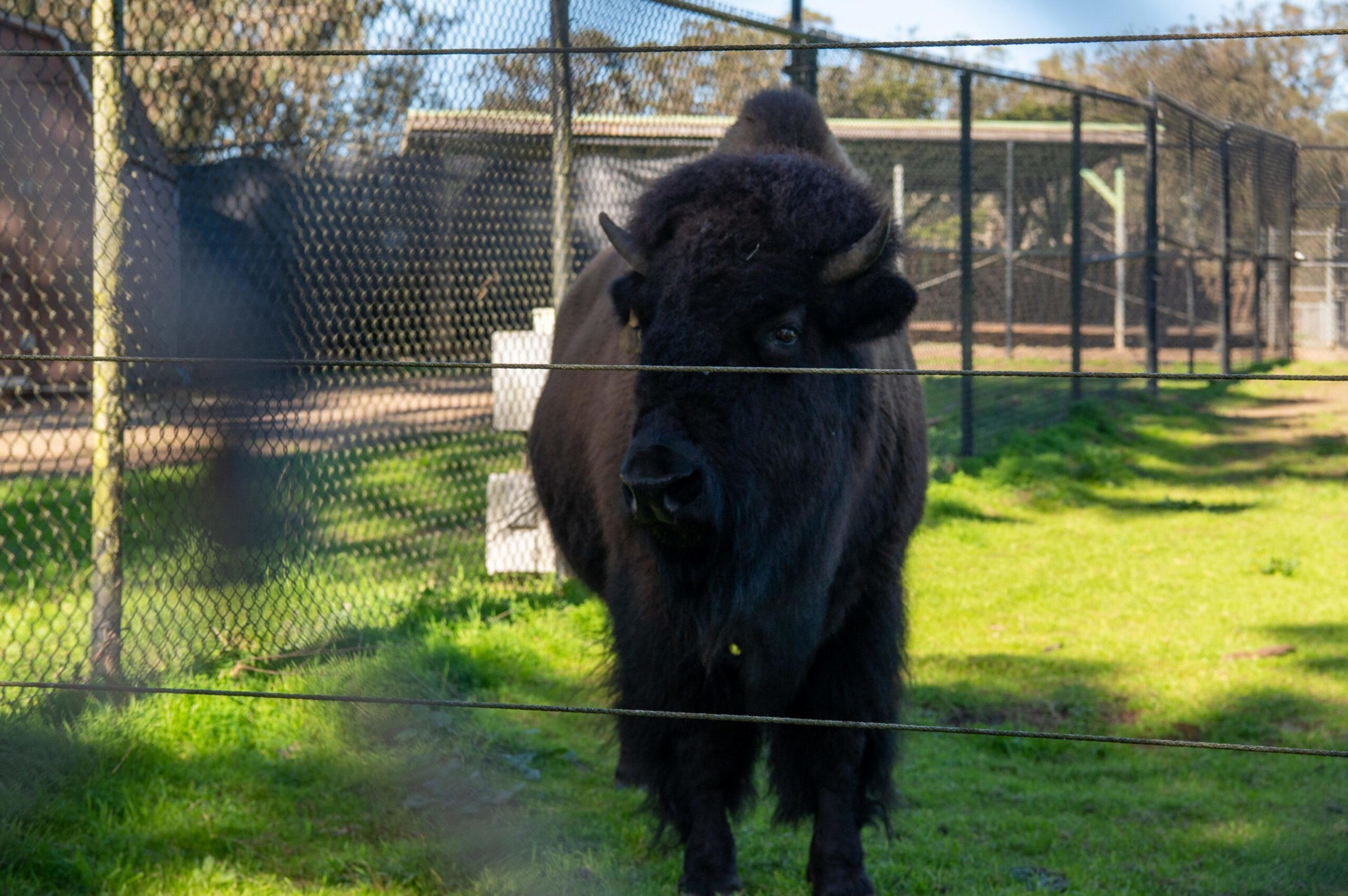 A large bison stands on green grass behind a black metal fence in an outdoor enclosure with trees and shadows in the background.