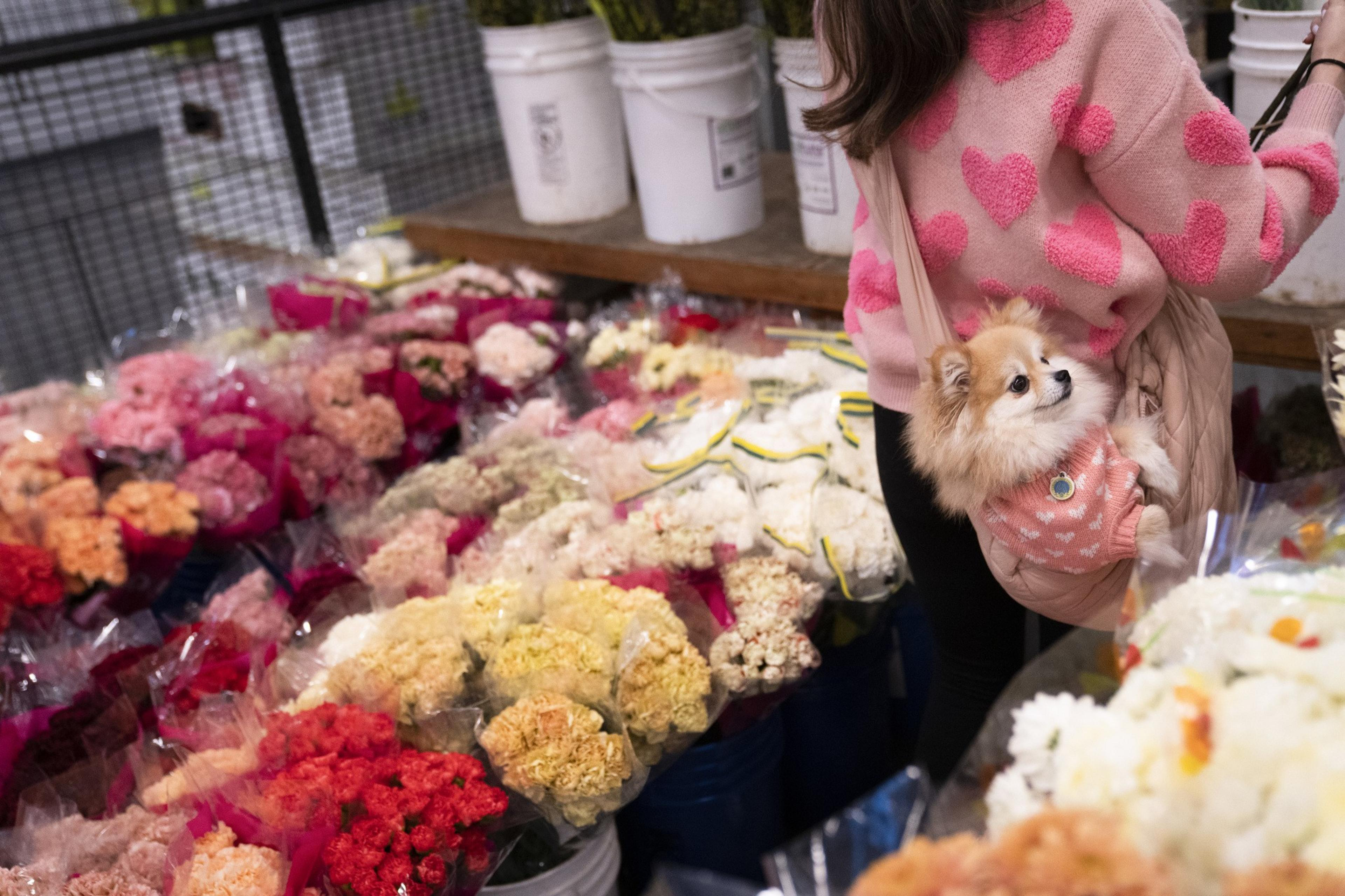 A person in a pink heart-patterned sweater stands beside colorful flower bouquets. A small dog in a matching pink outfit peeks out from a shoulder bag.