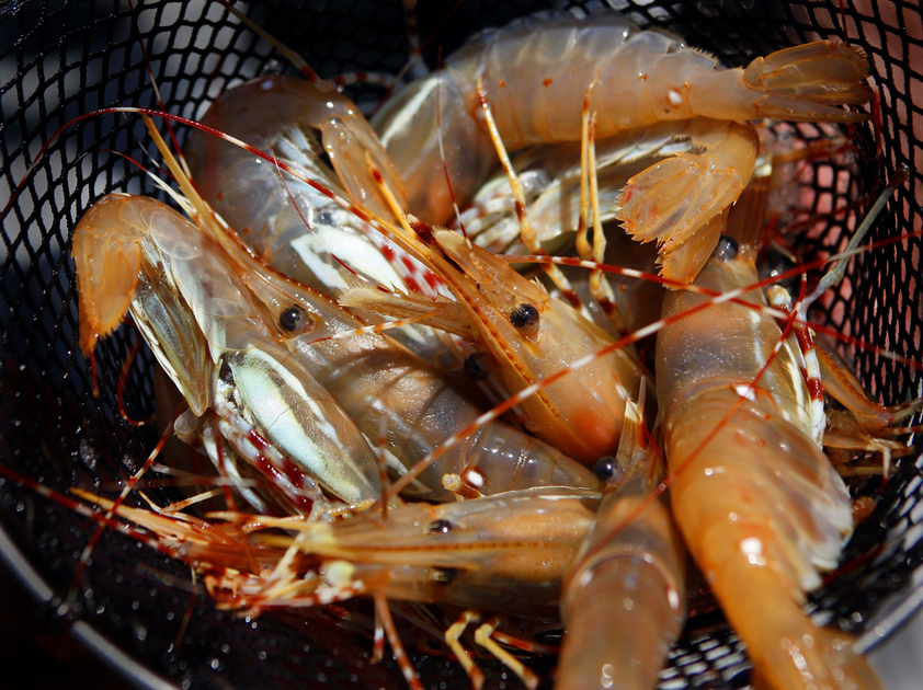 This seasonal crustacean is all the rage. Here’s where to buy it in the ...