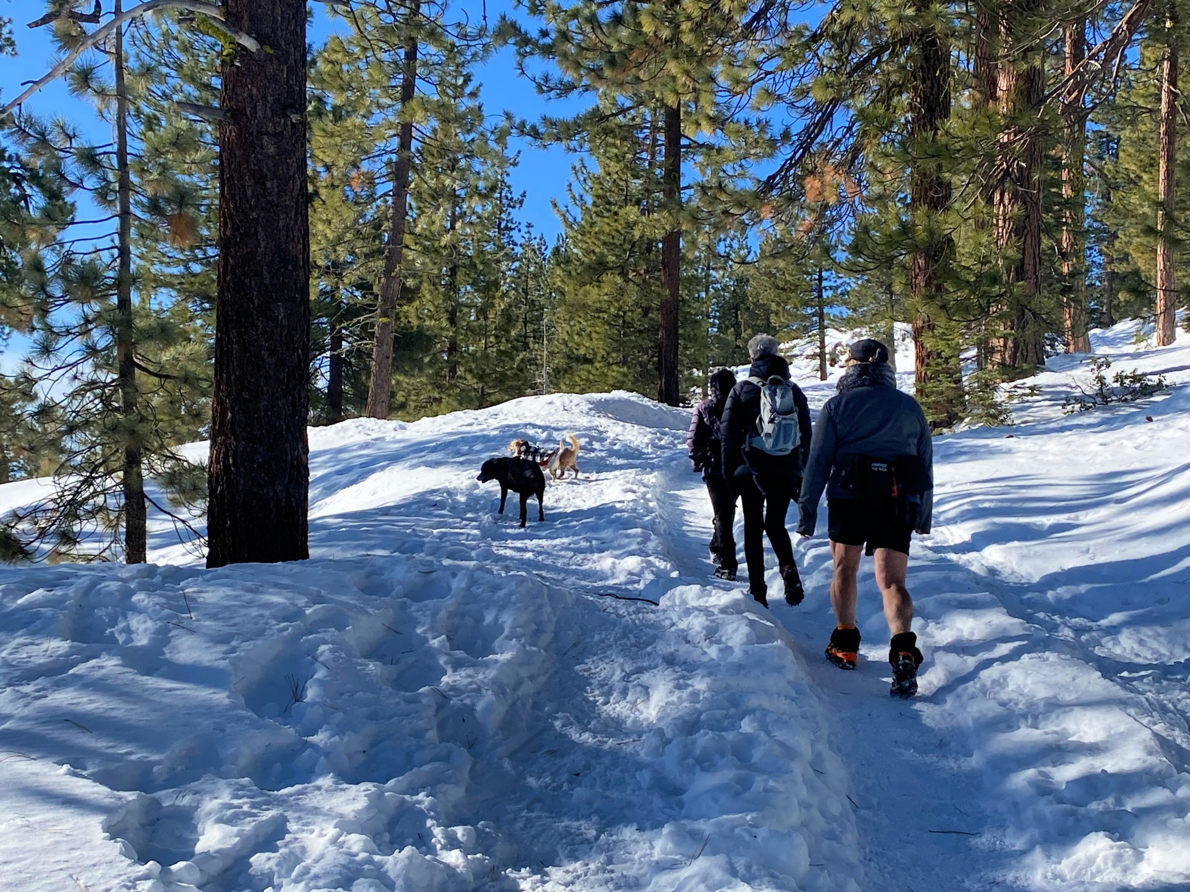 A group of people hike through a snowy forest with blue skies and trees in the background.
