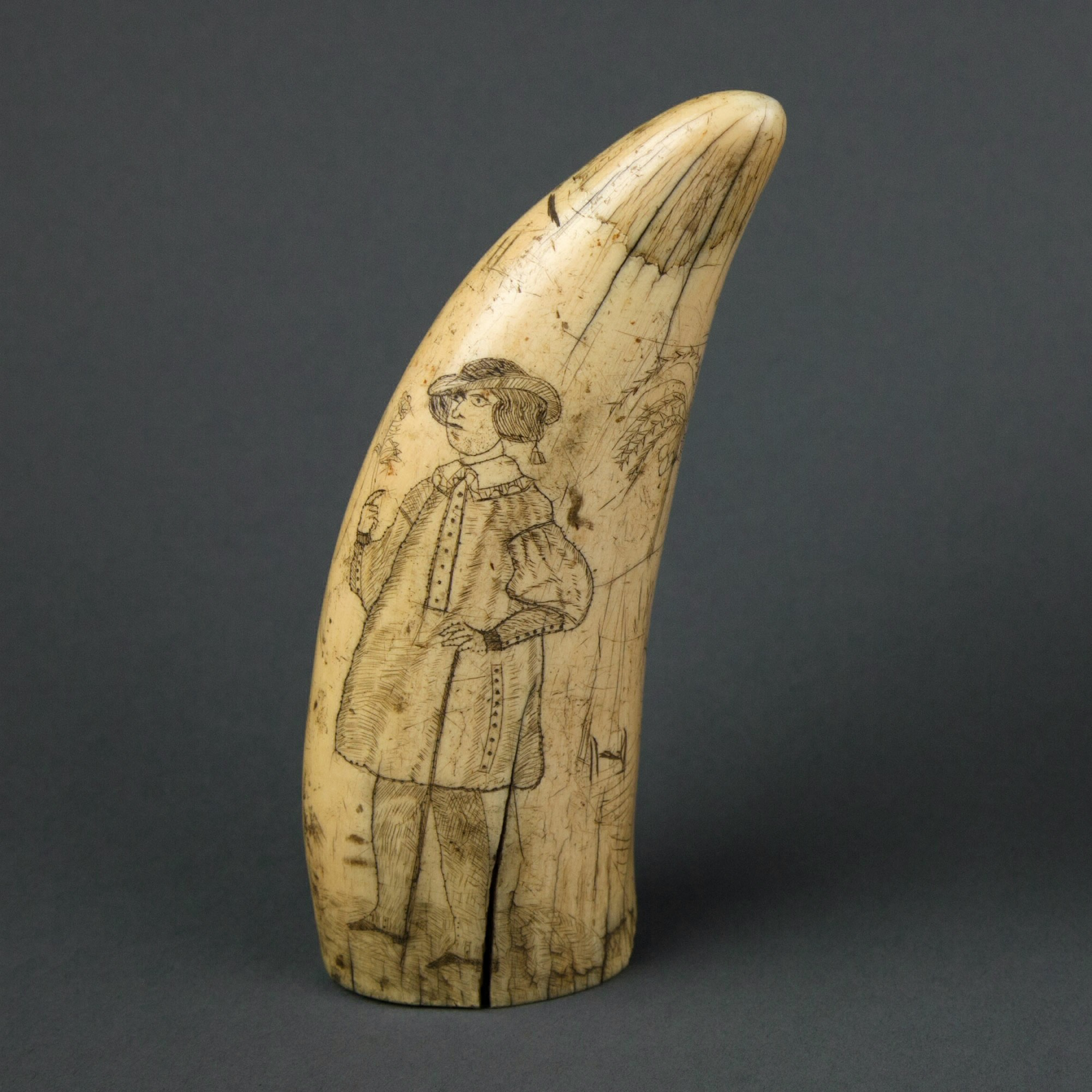 A carved ivory tooth features an engraved image of a man in historical clothing standing beside a tree with foliage.